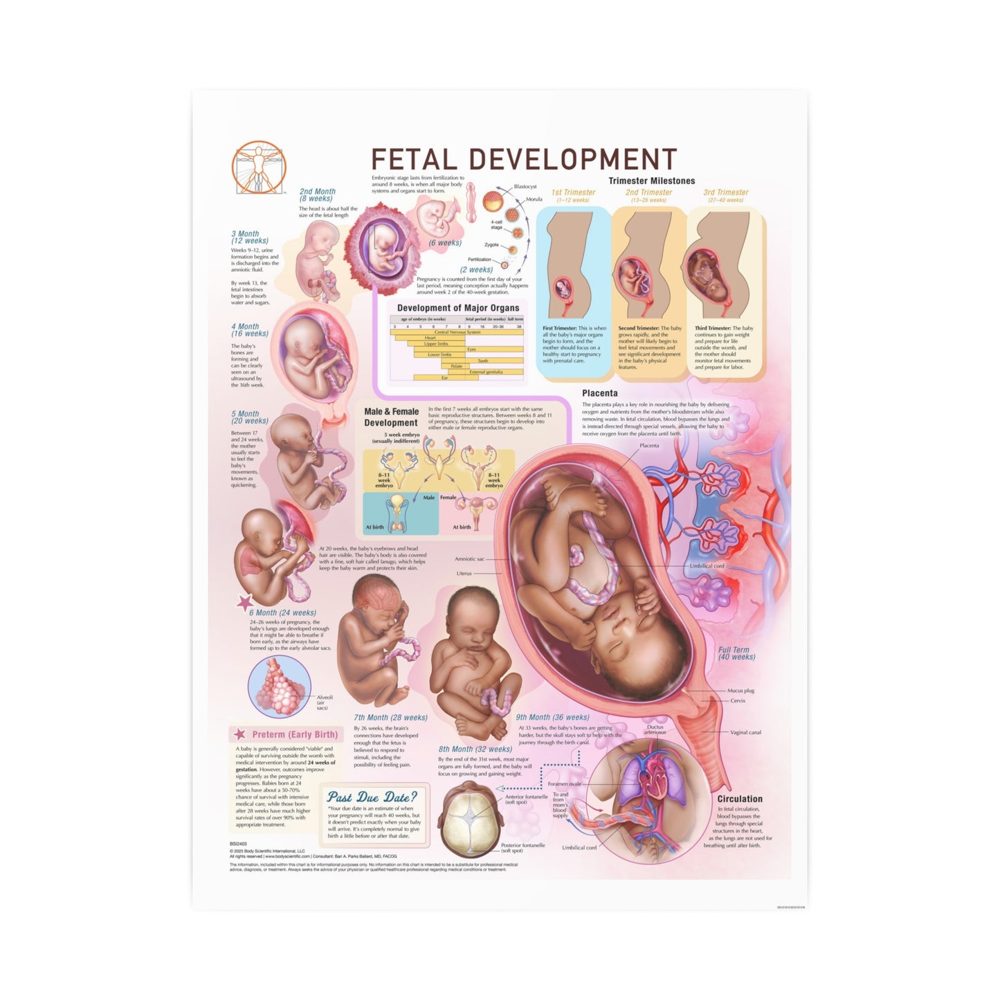Fetal Development