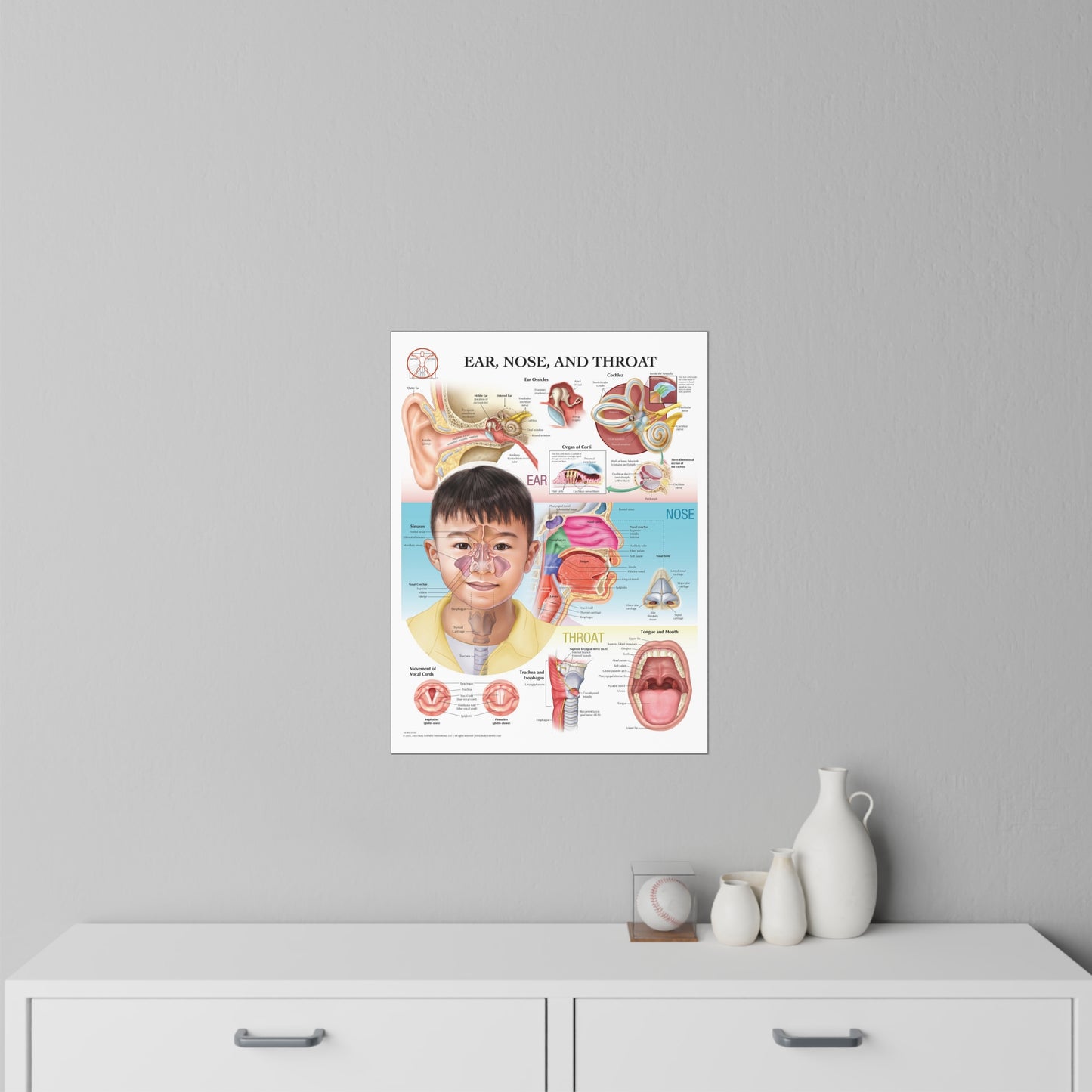 Ear Nose and Throat - Decal