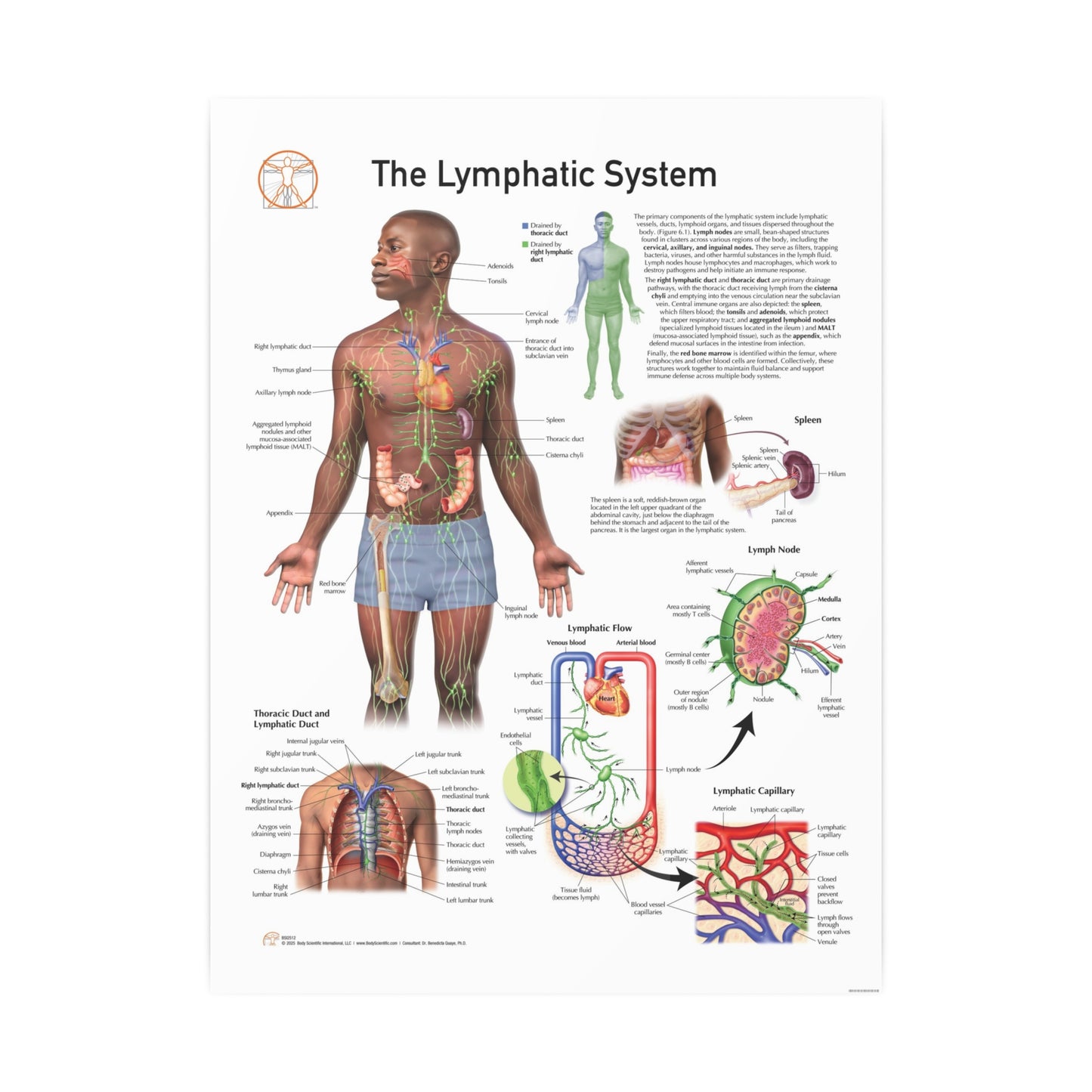 The Lymphatic System