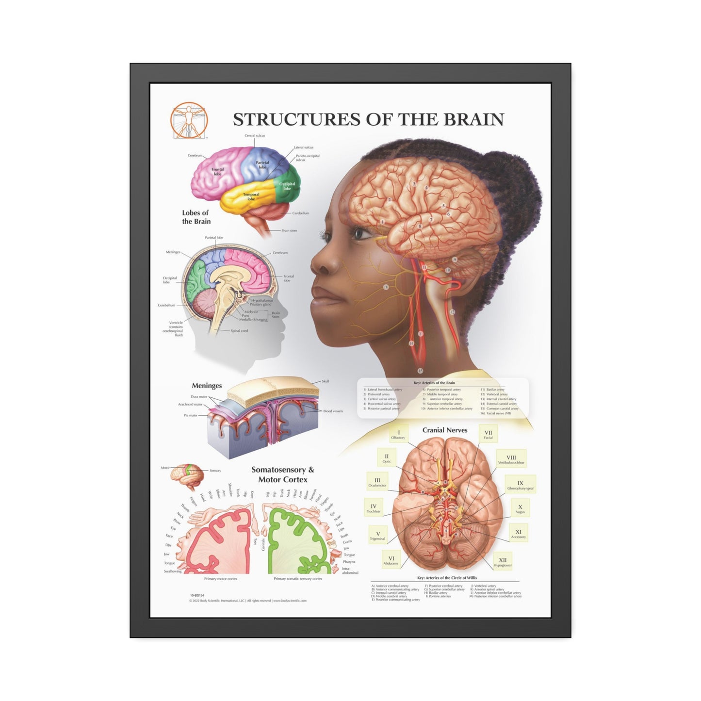 Framed Structures of the Brain
