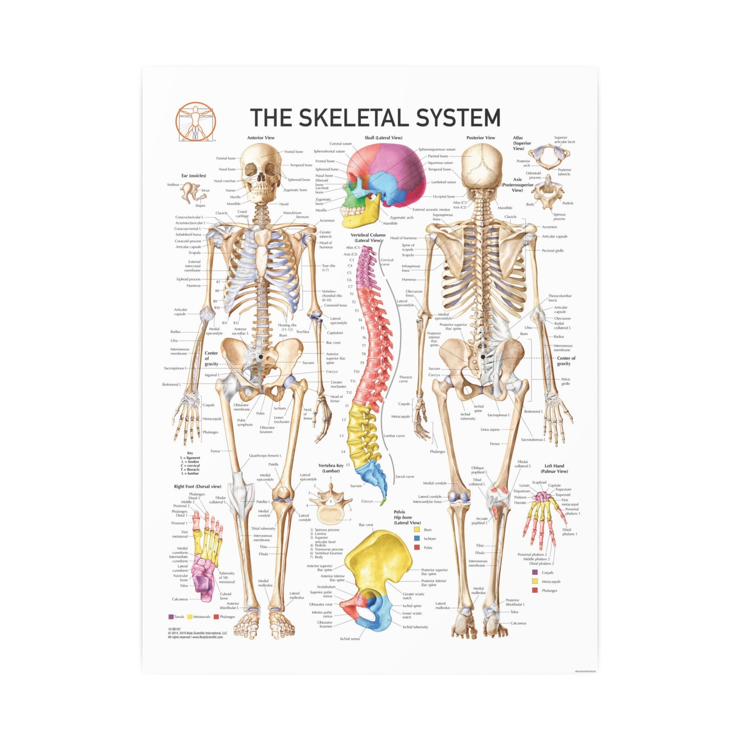 The Skeletal System