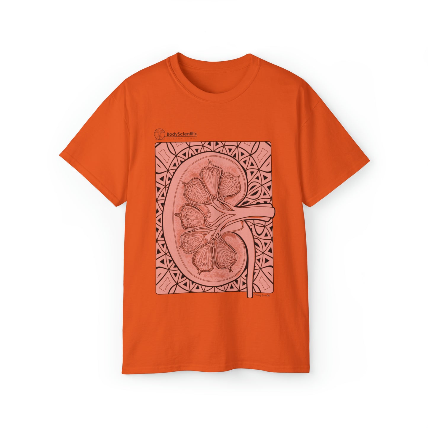 The Kidney