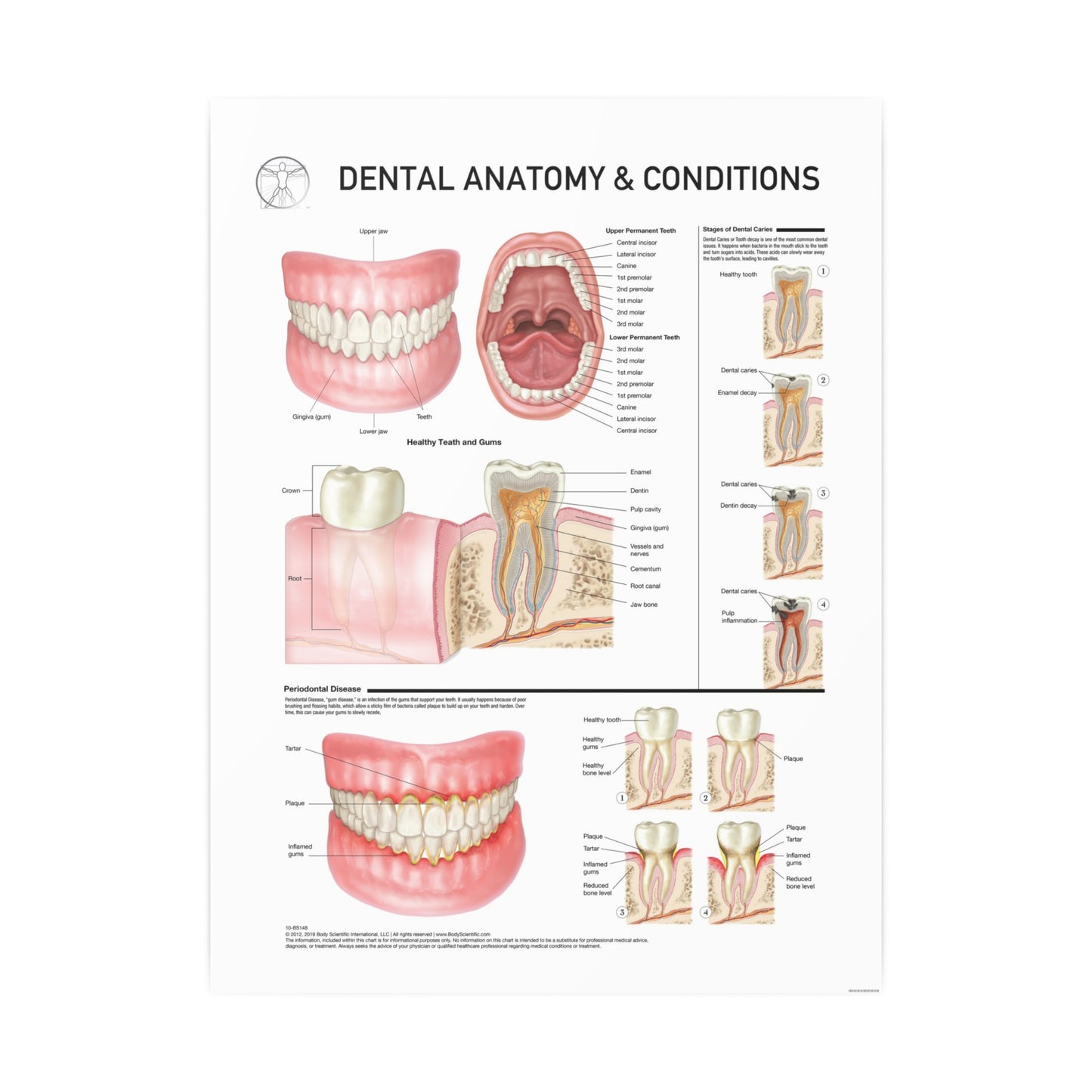 Dental Anatomy & Conditions