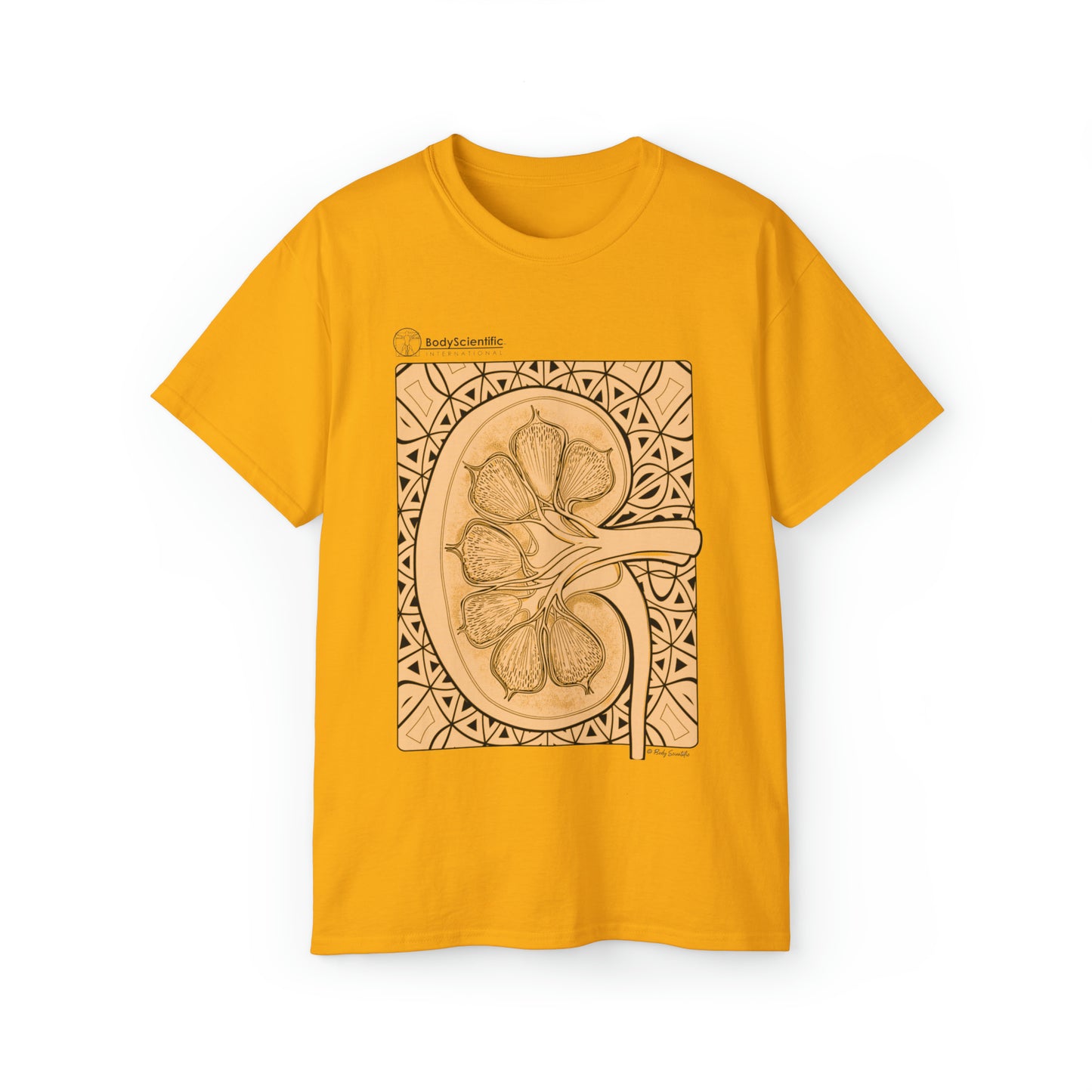 The Kidney