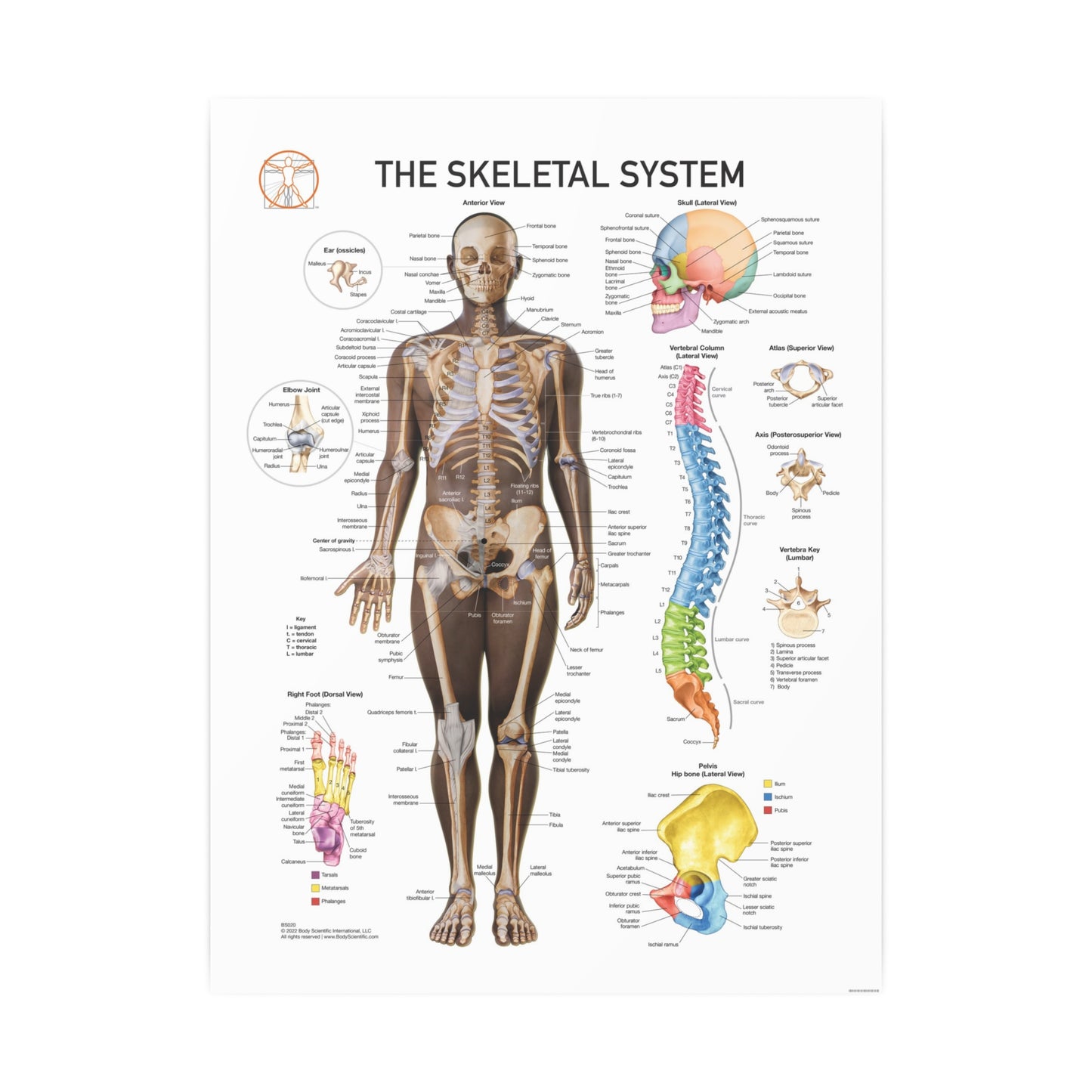 The Skeletal System