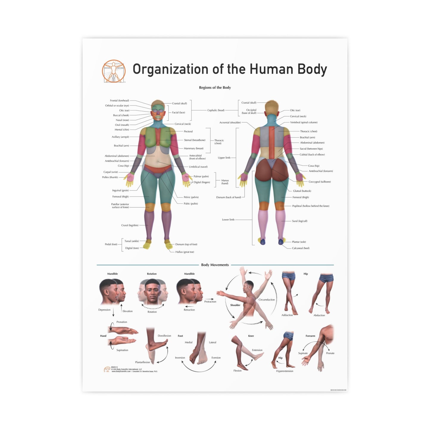 Organization of the Human
