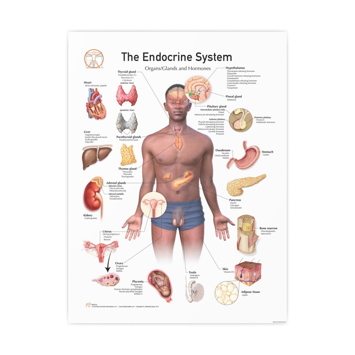The Endocrine System