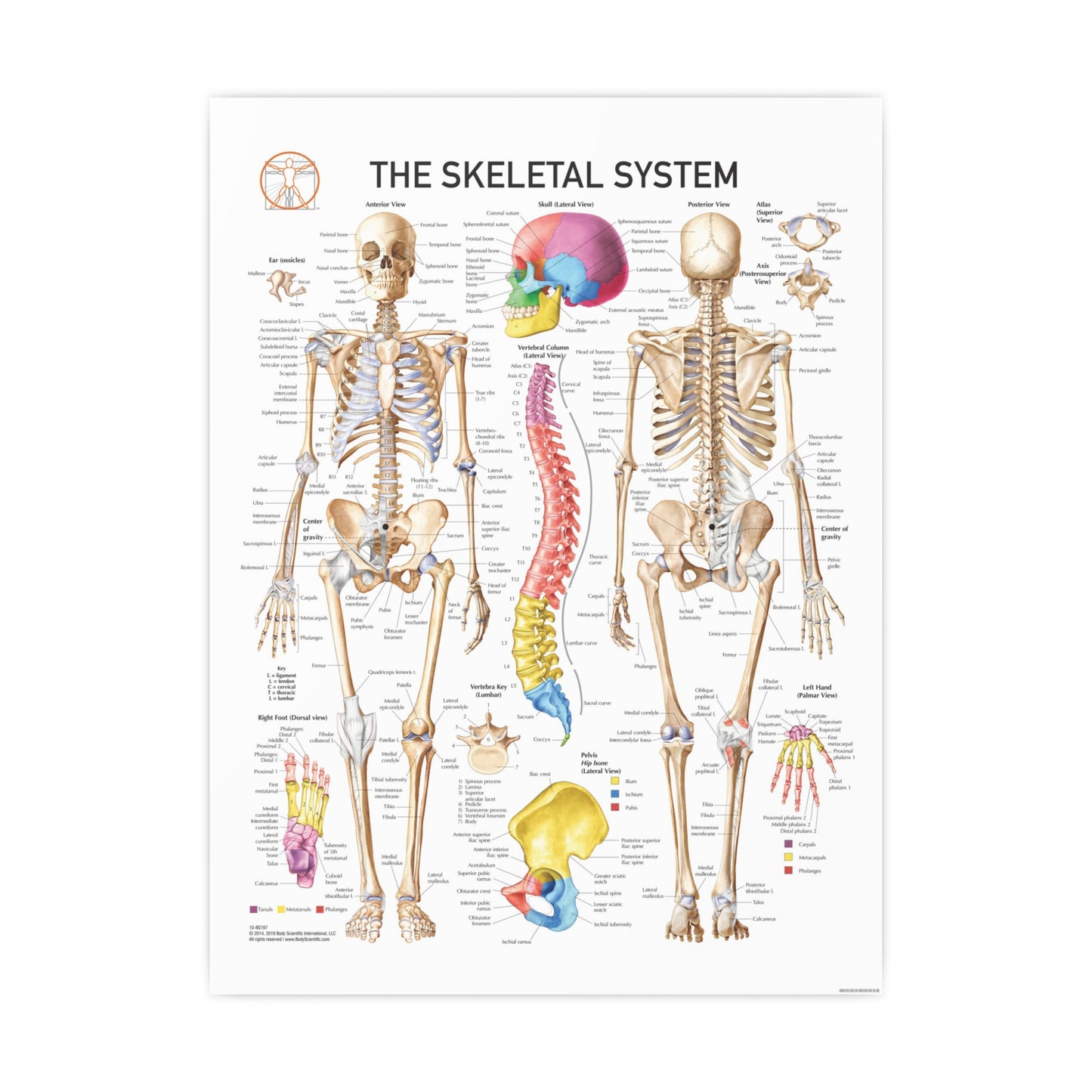 The Skeletal System