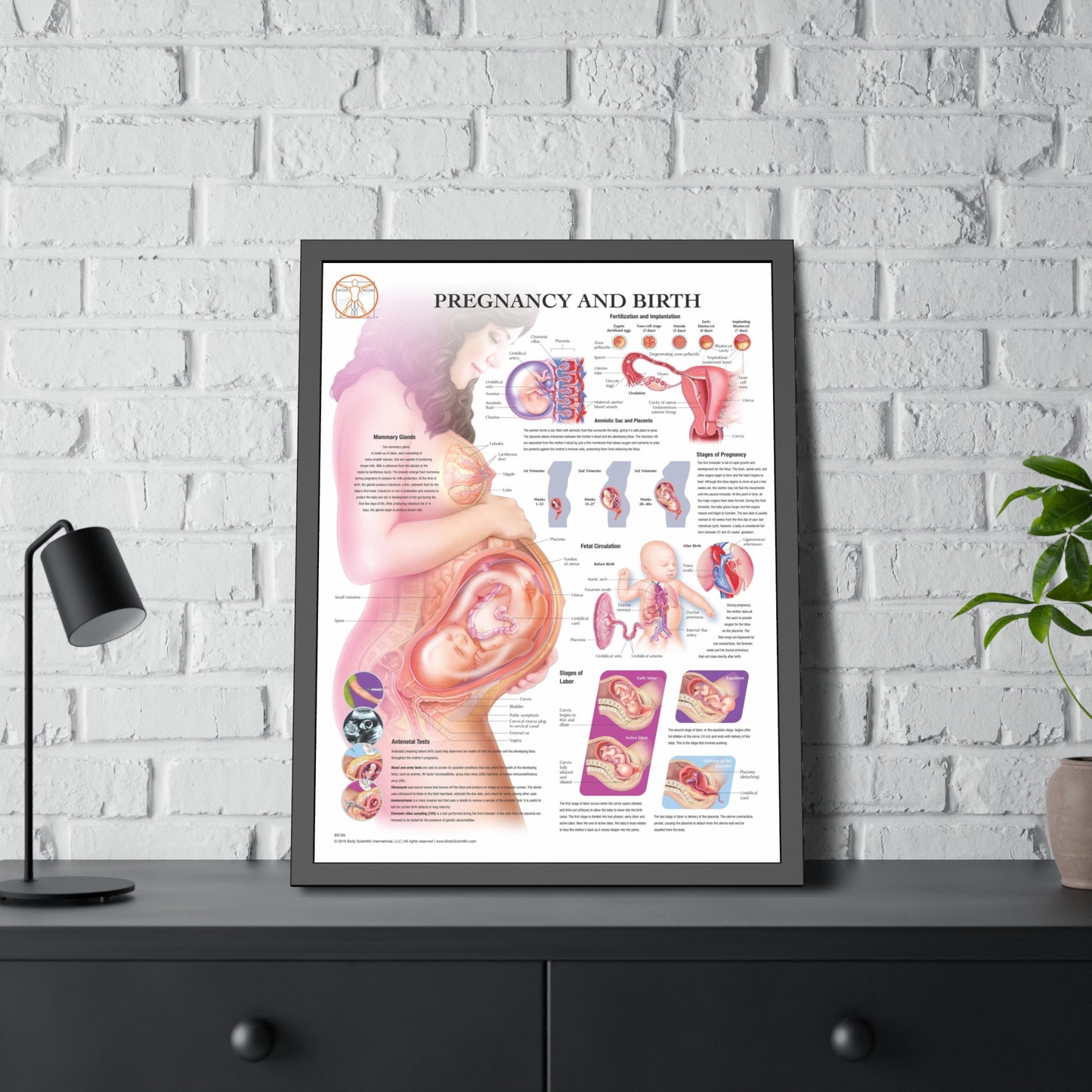Framed Pregnancy and Birth