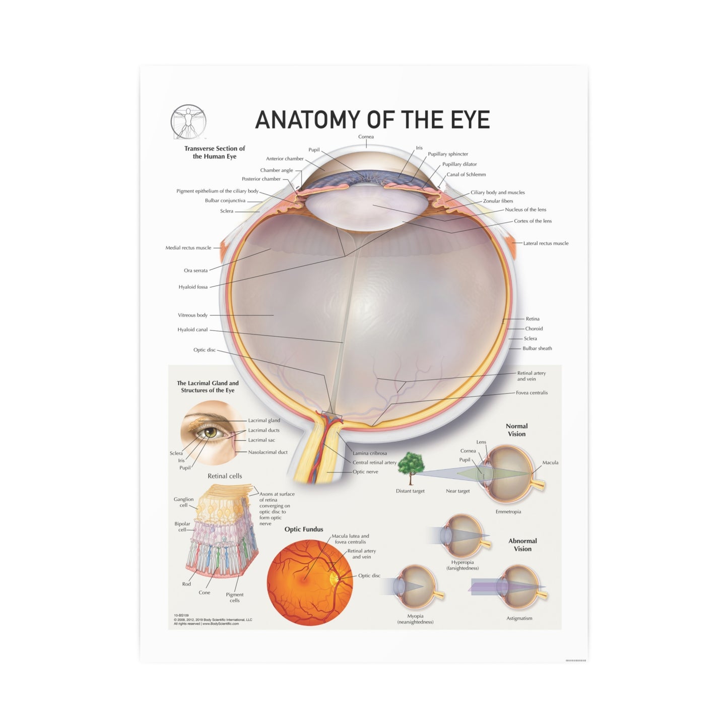 Anatomy of the Eye