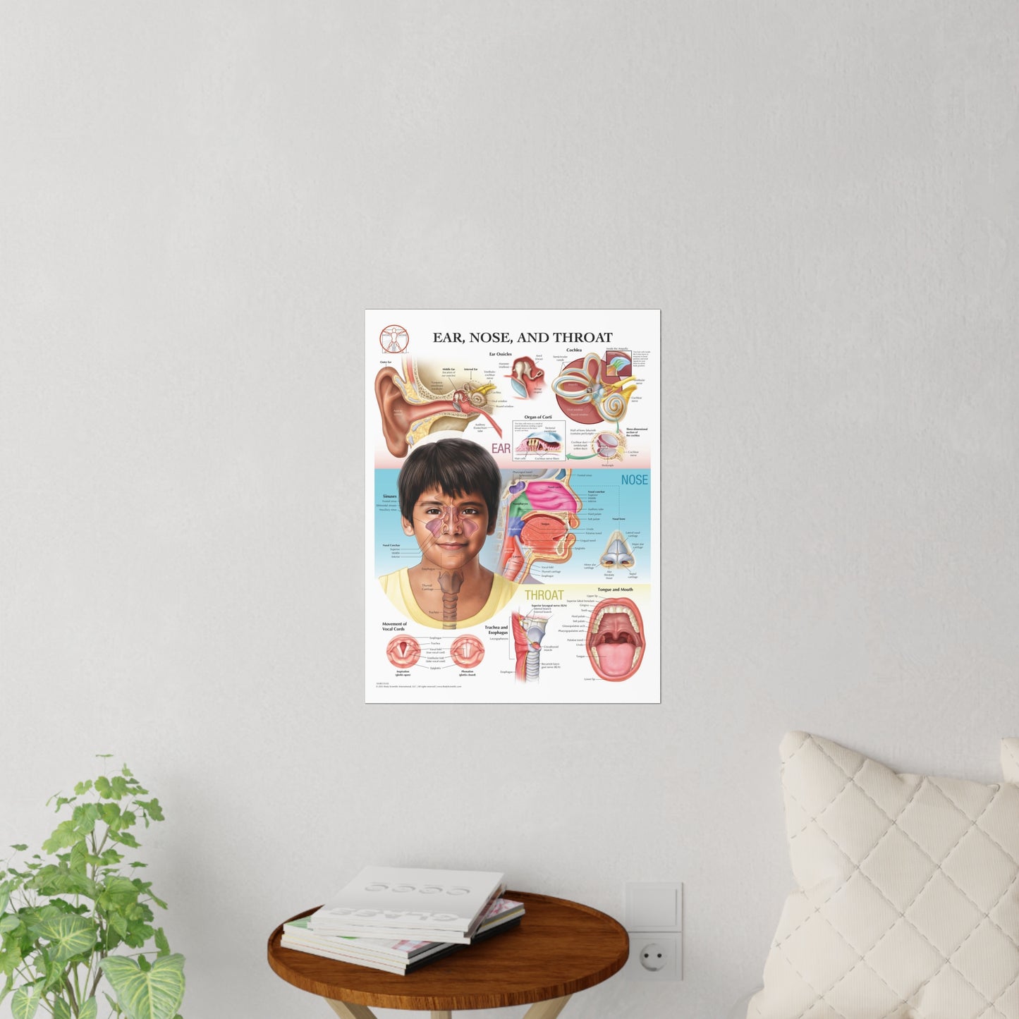 Ear Nose and Throat - Decal