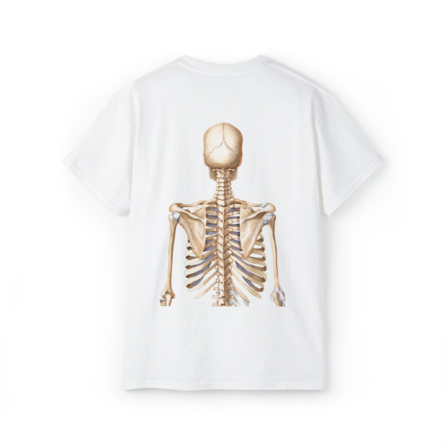 Skeleton (ant/post)