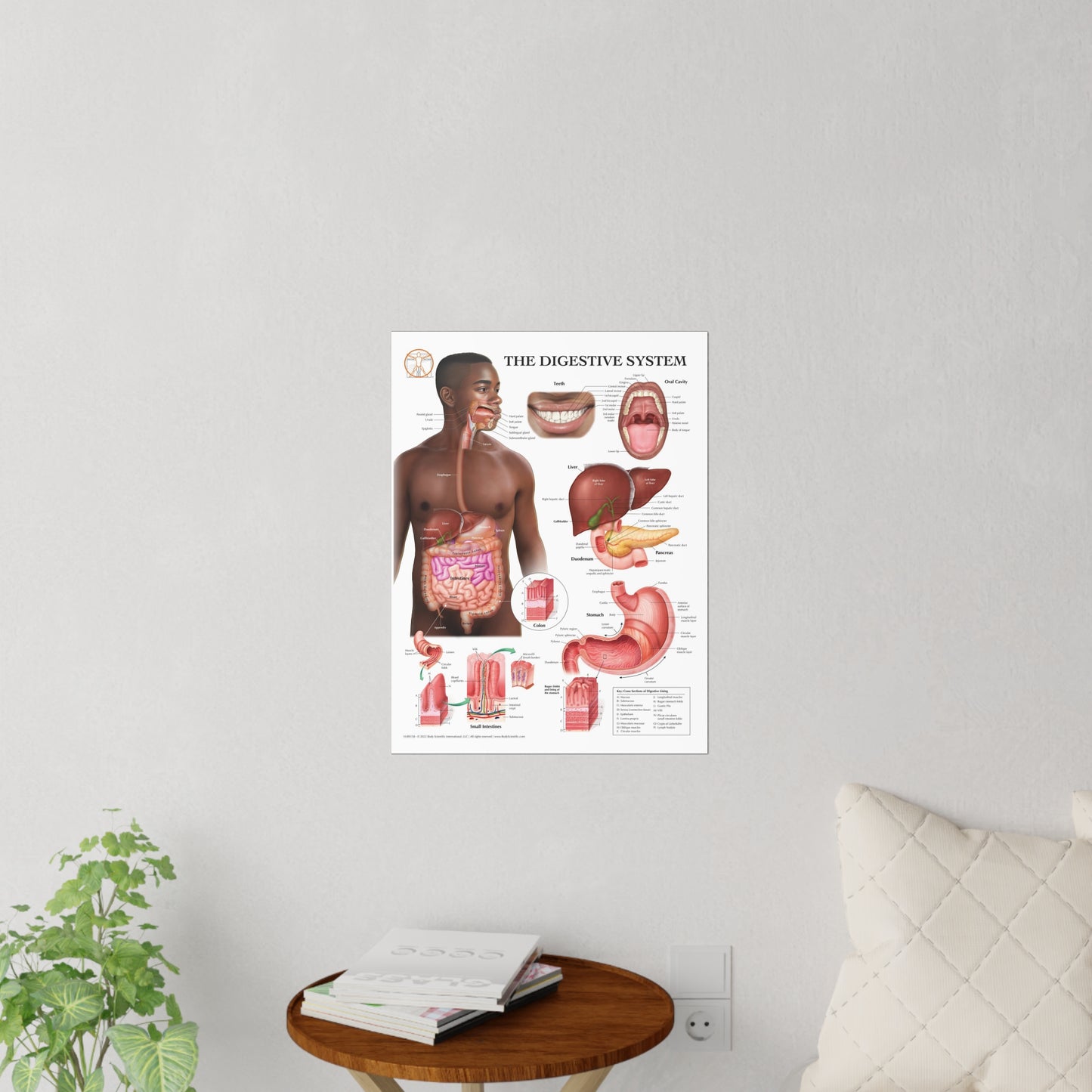 The Digestive System - Decal