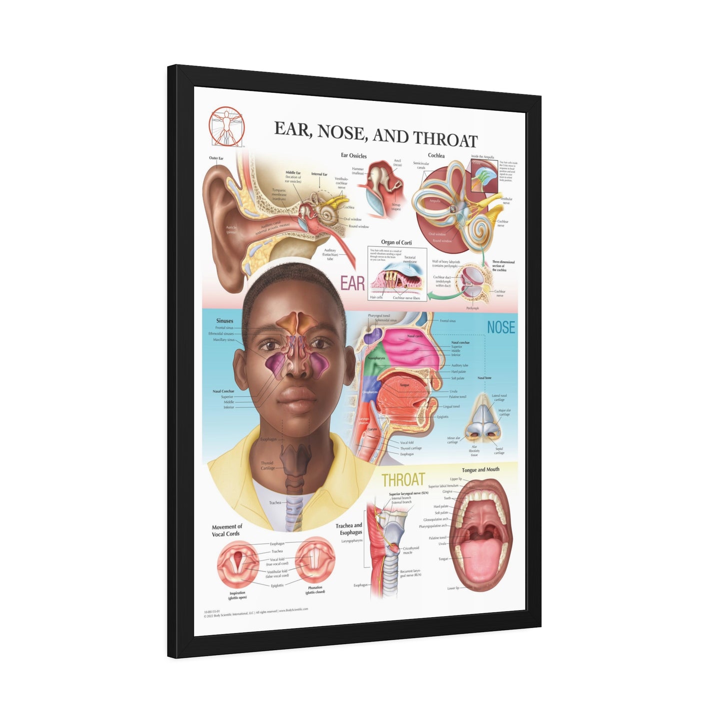 Framed Ear, Nose and Throat