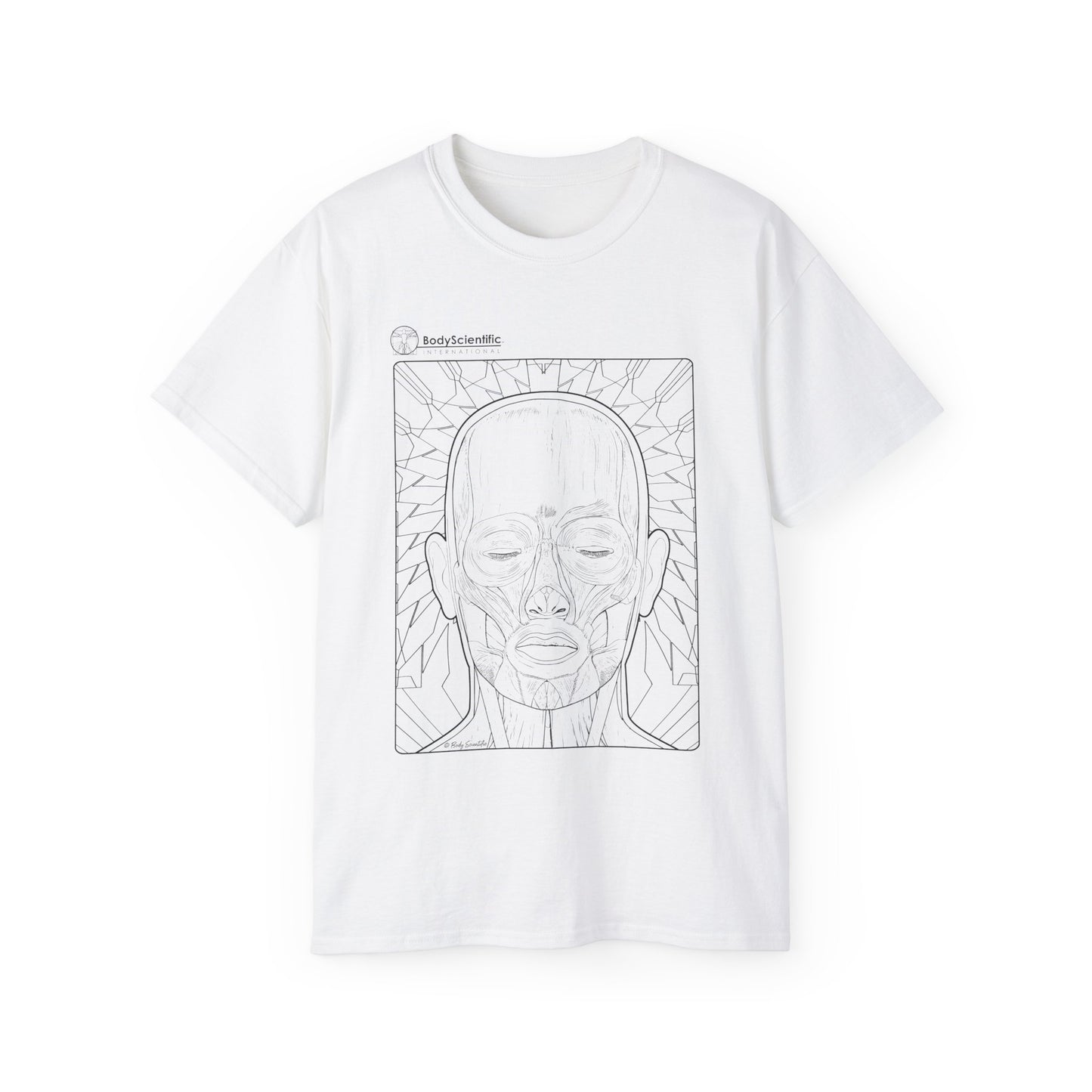 The Facial Muscles