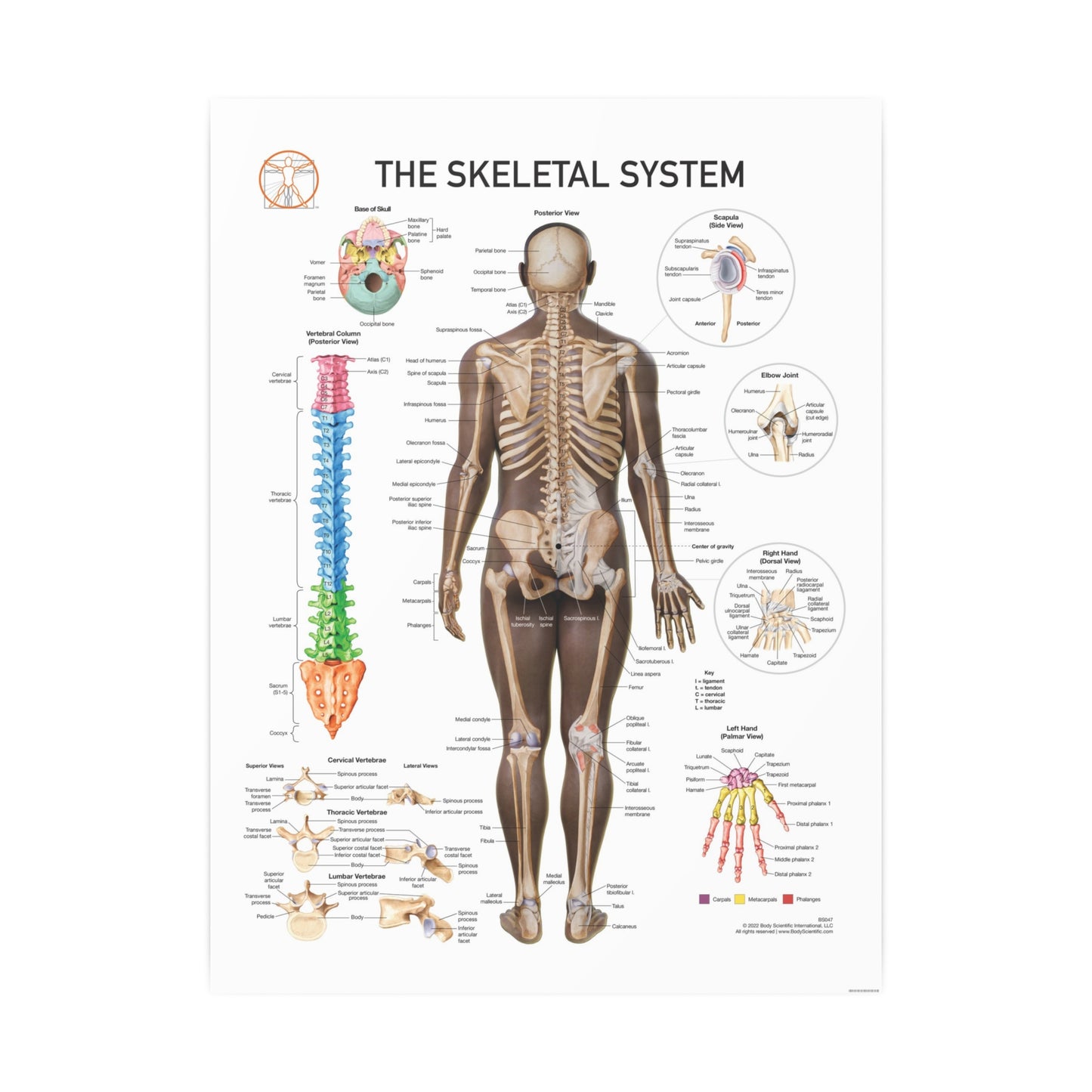 The Skeletal System