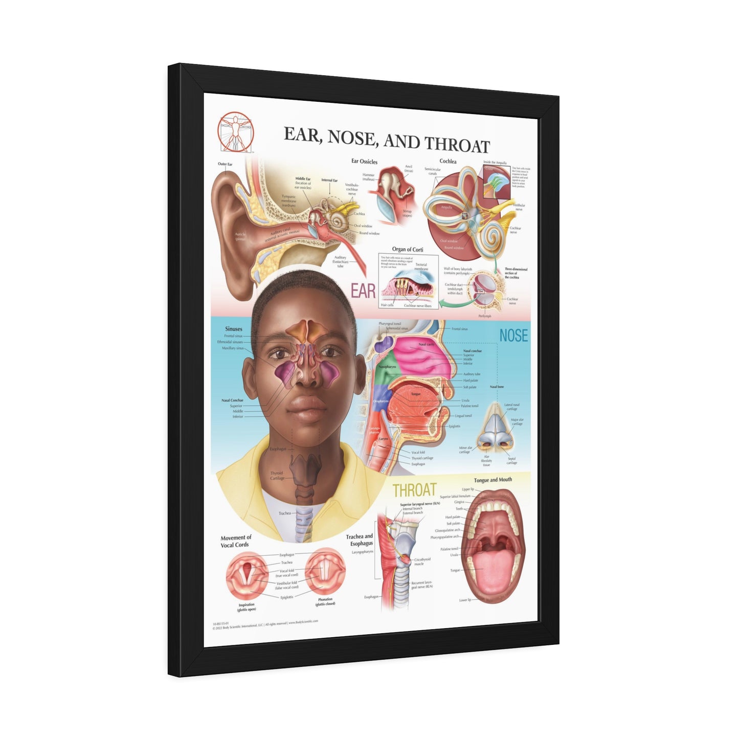 Framed Ear, Nose and Throat