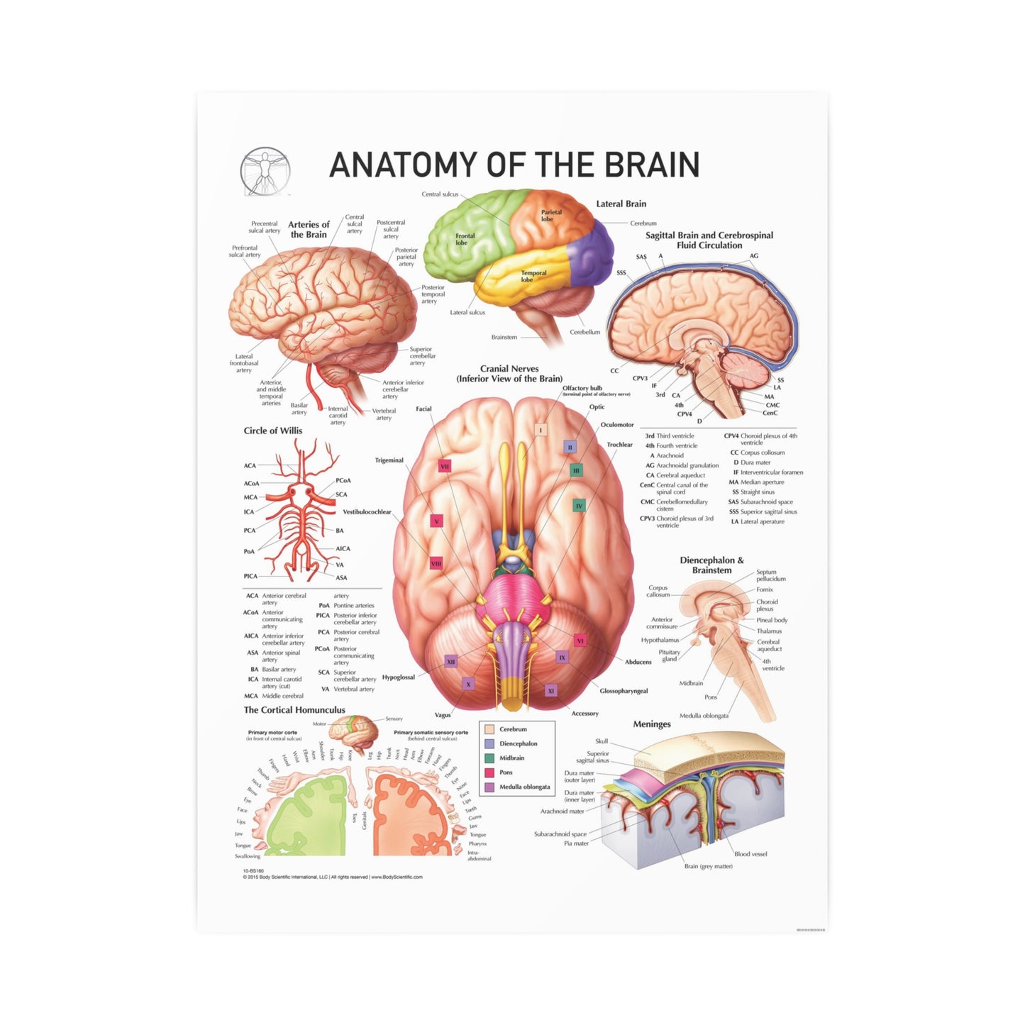 Anatomy of the Brain