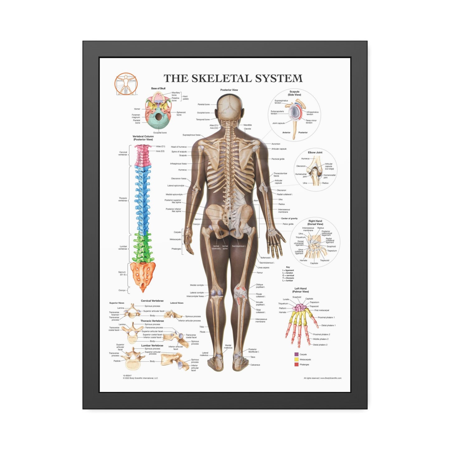 Framed Skeletal System