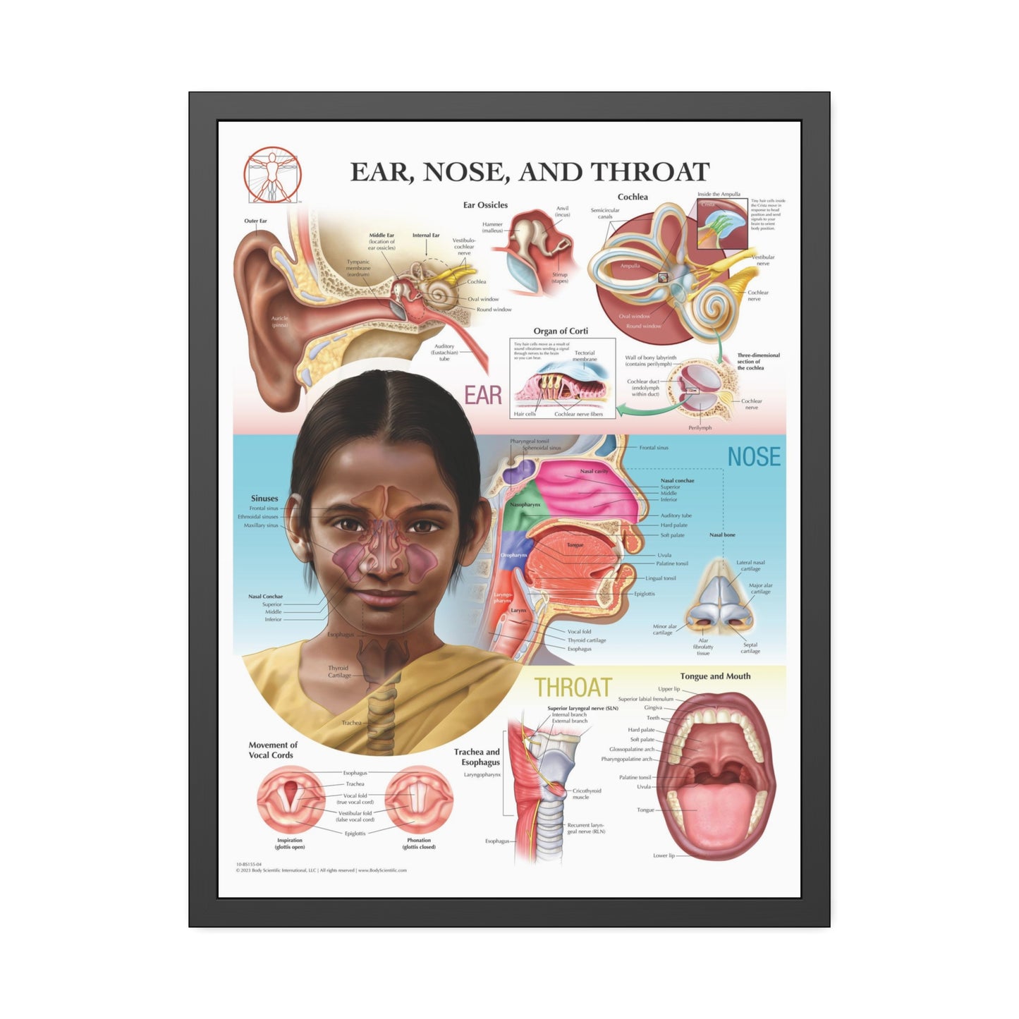Framed Ear, Nose and Throat