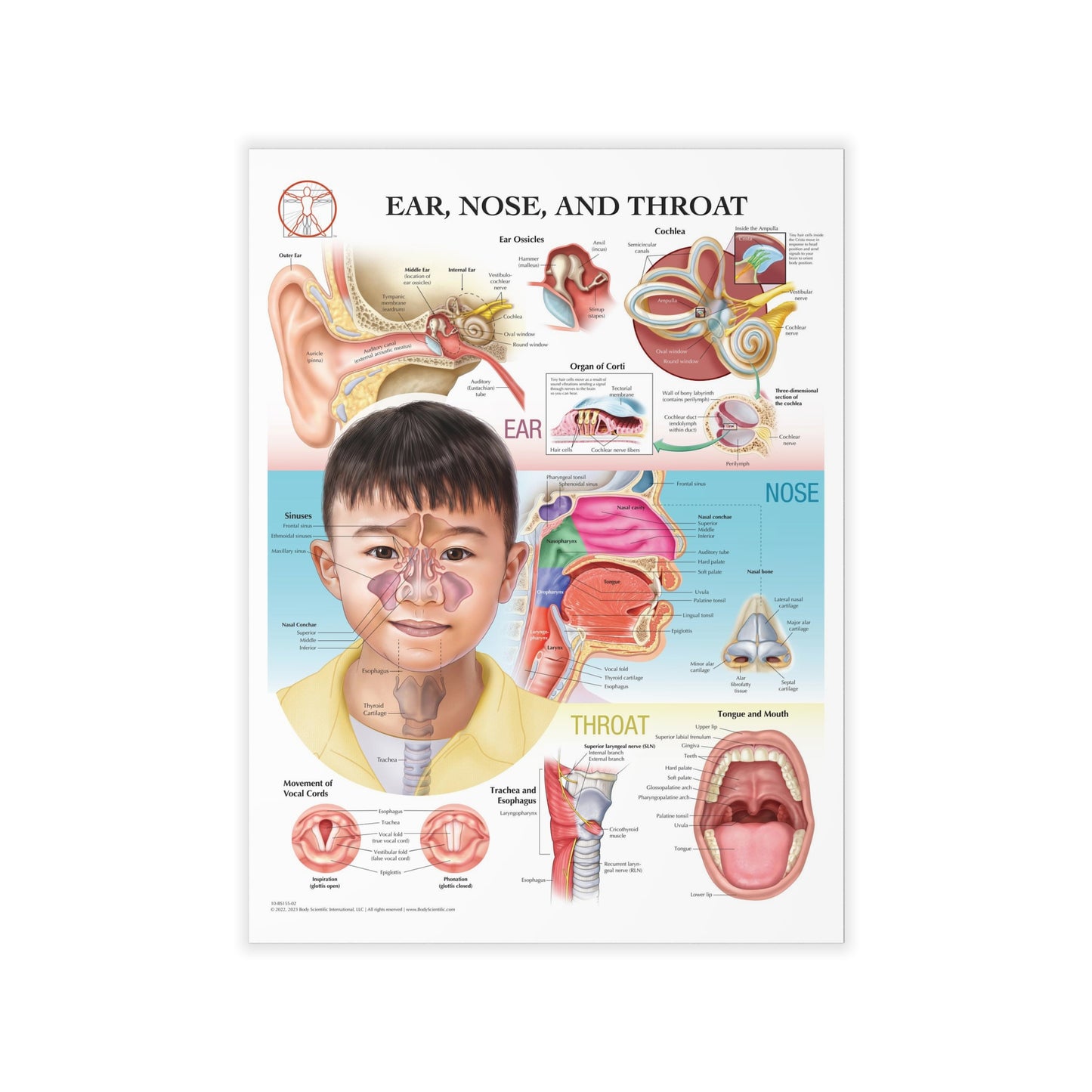 Ear Nose and Throat - Decal