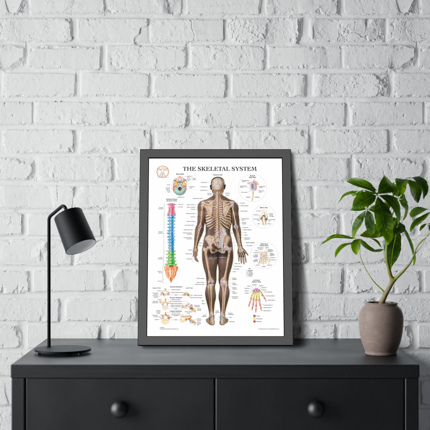 Framed Skeletal System