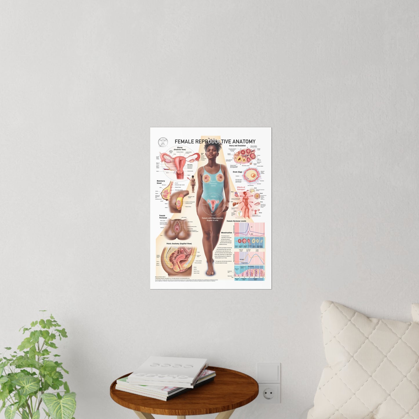 Female Reproductive System - Decal
