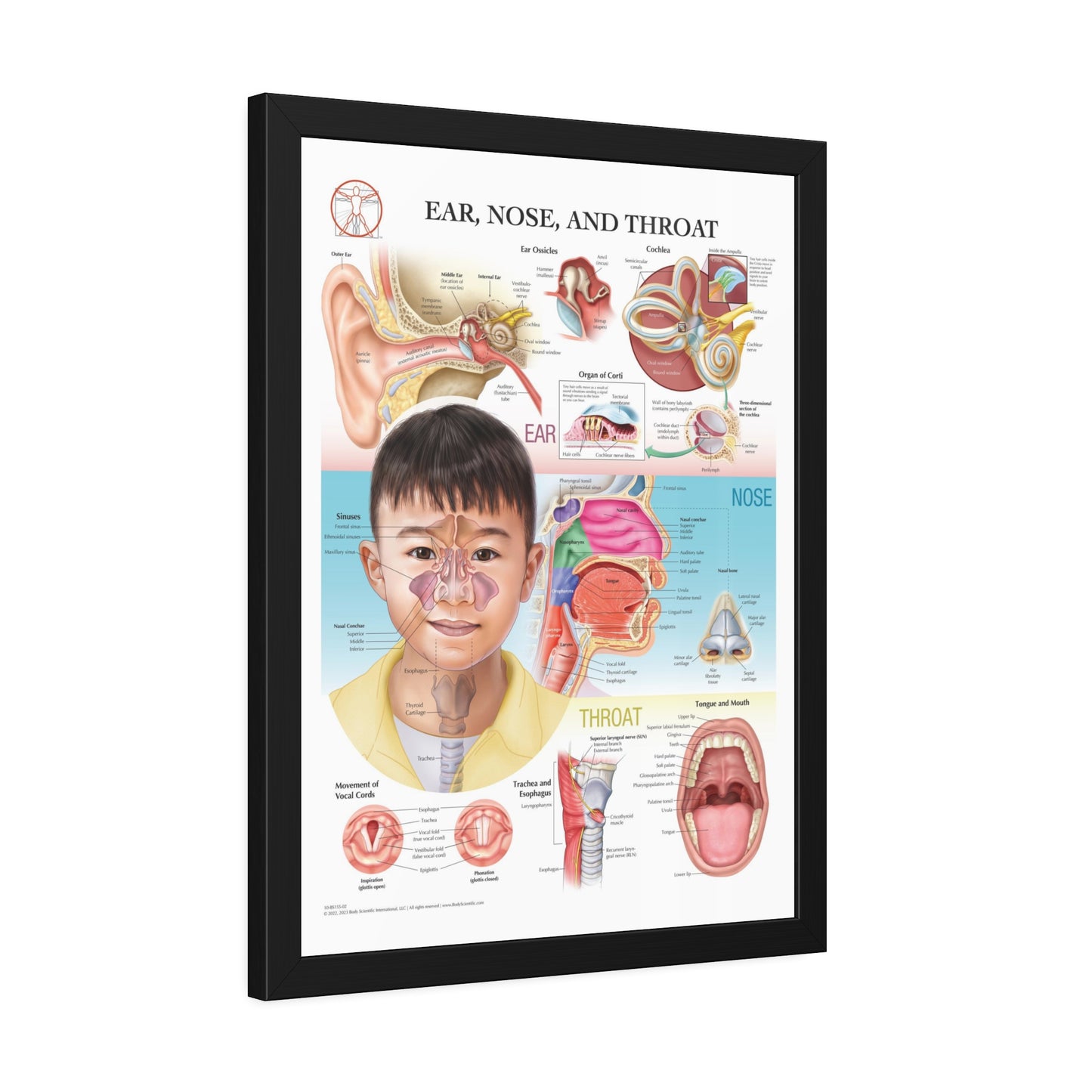 Framed Ear, Nose and Throat