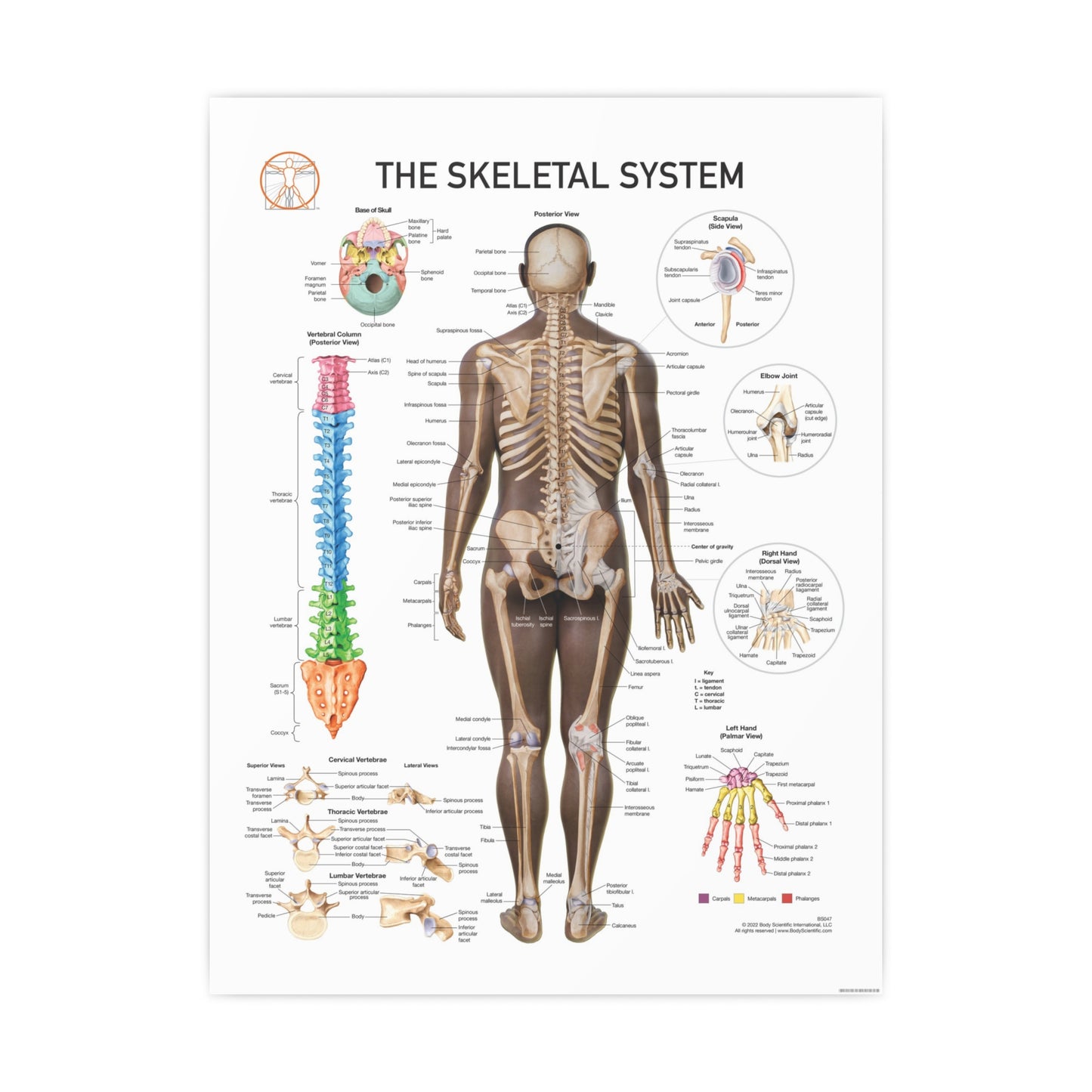 The Skeletal System