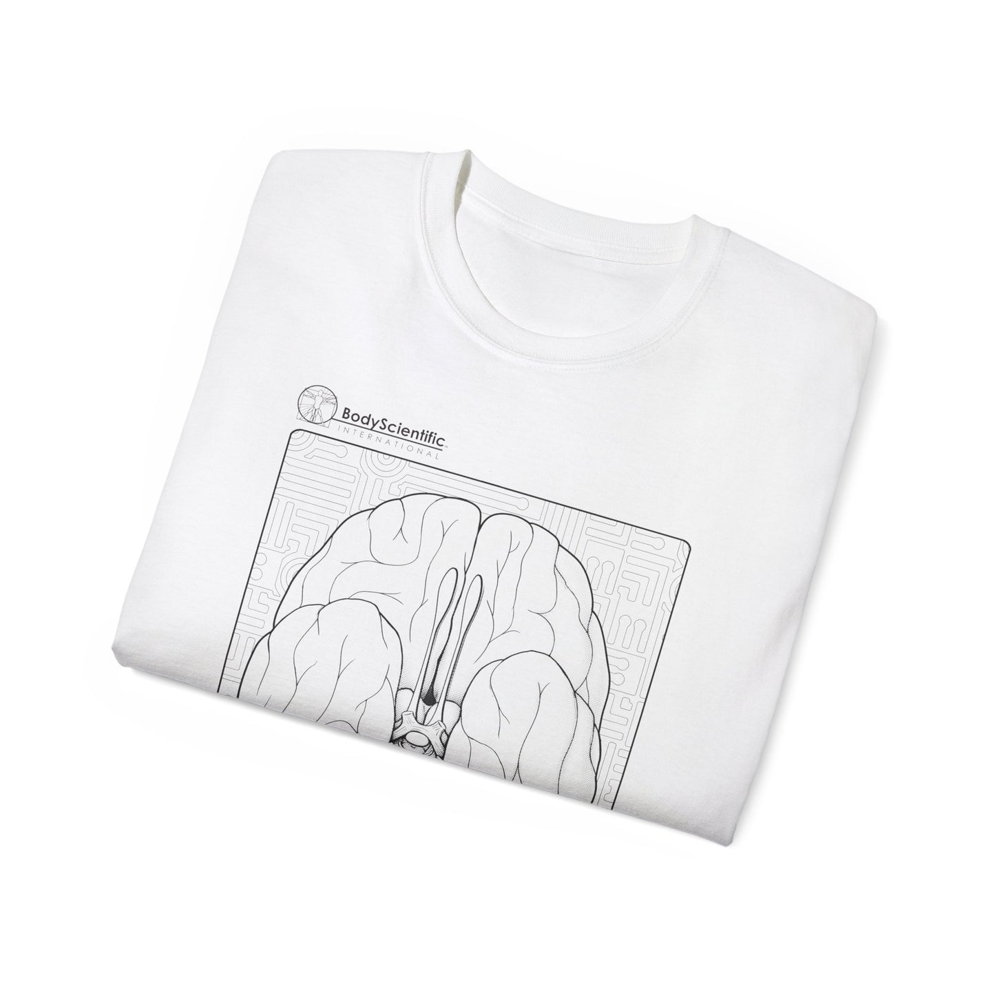 The Cranial Nerves