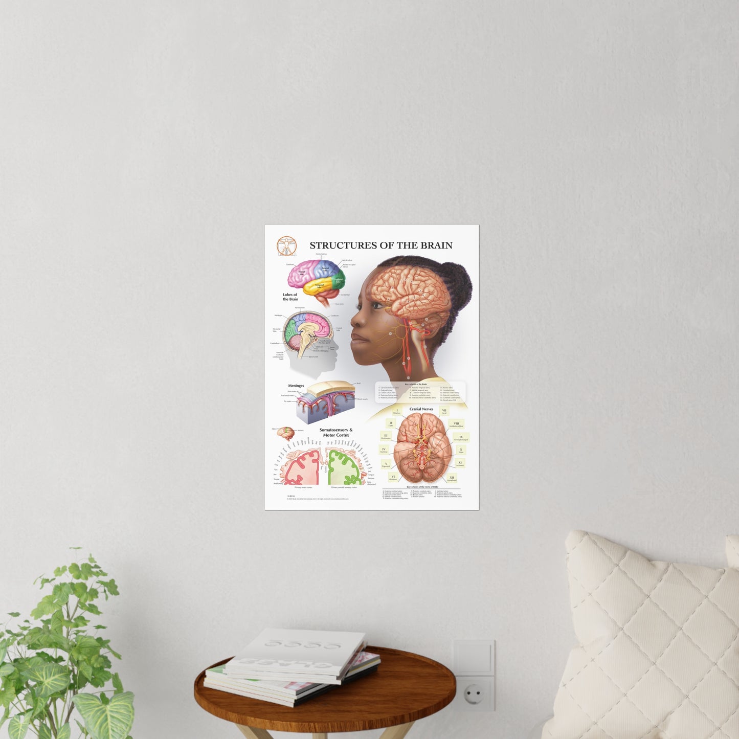 Structures of The Brain - Decal