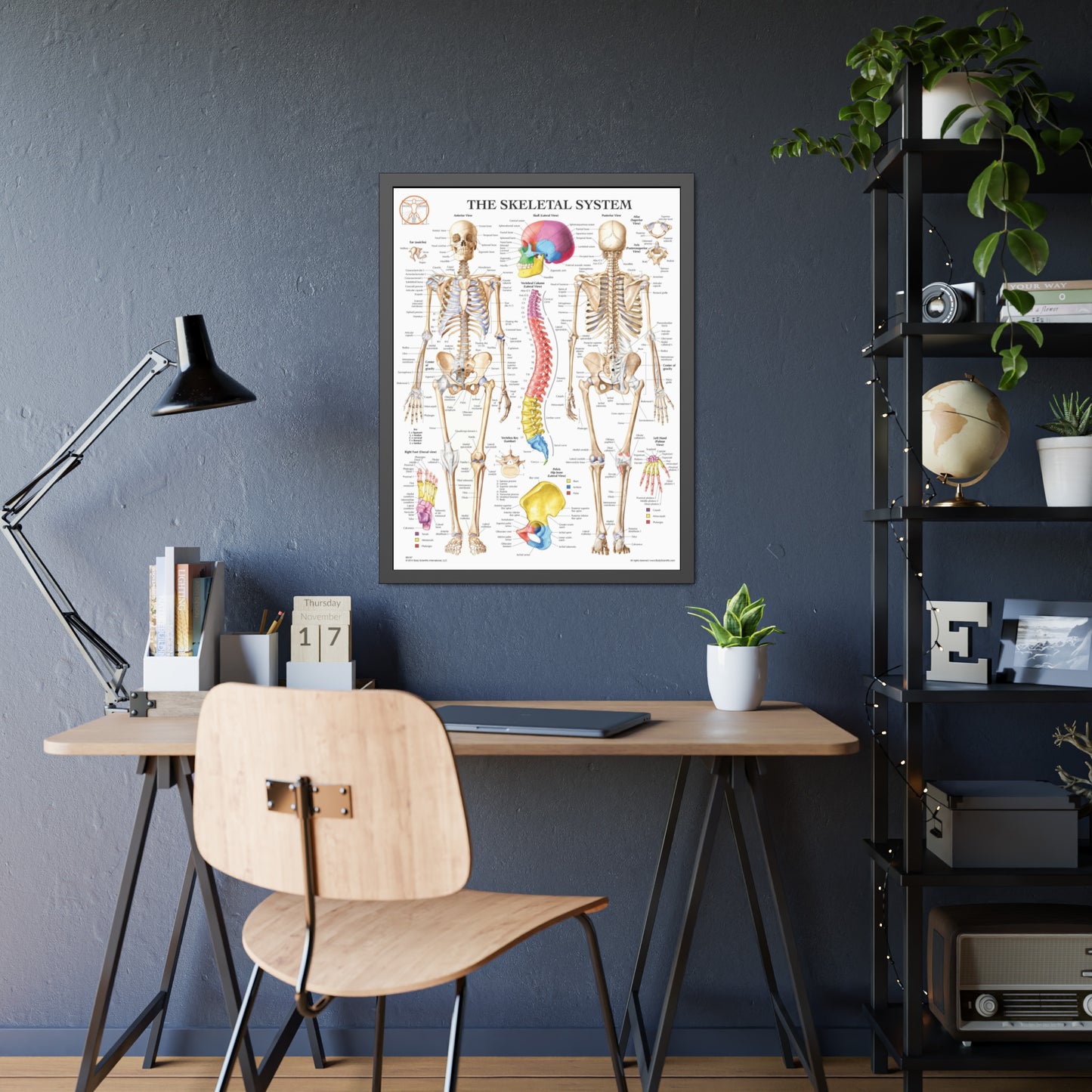 Framed Skeletal System