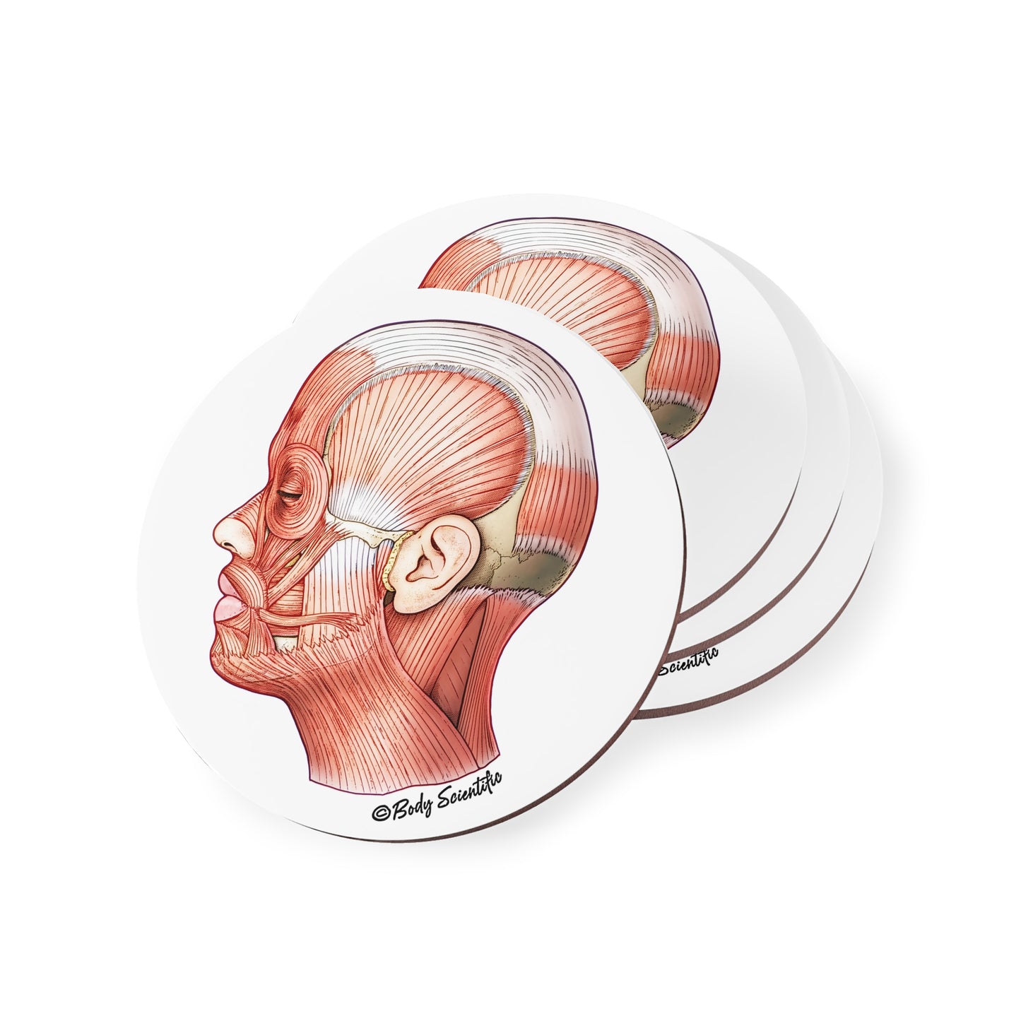 Facial Muscles Coasters