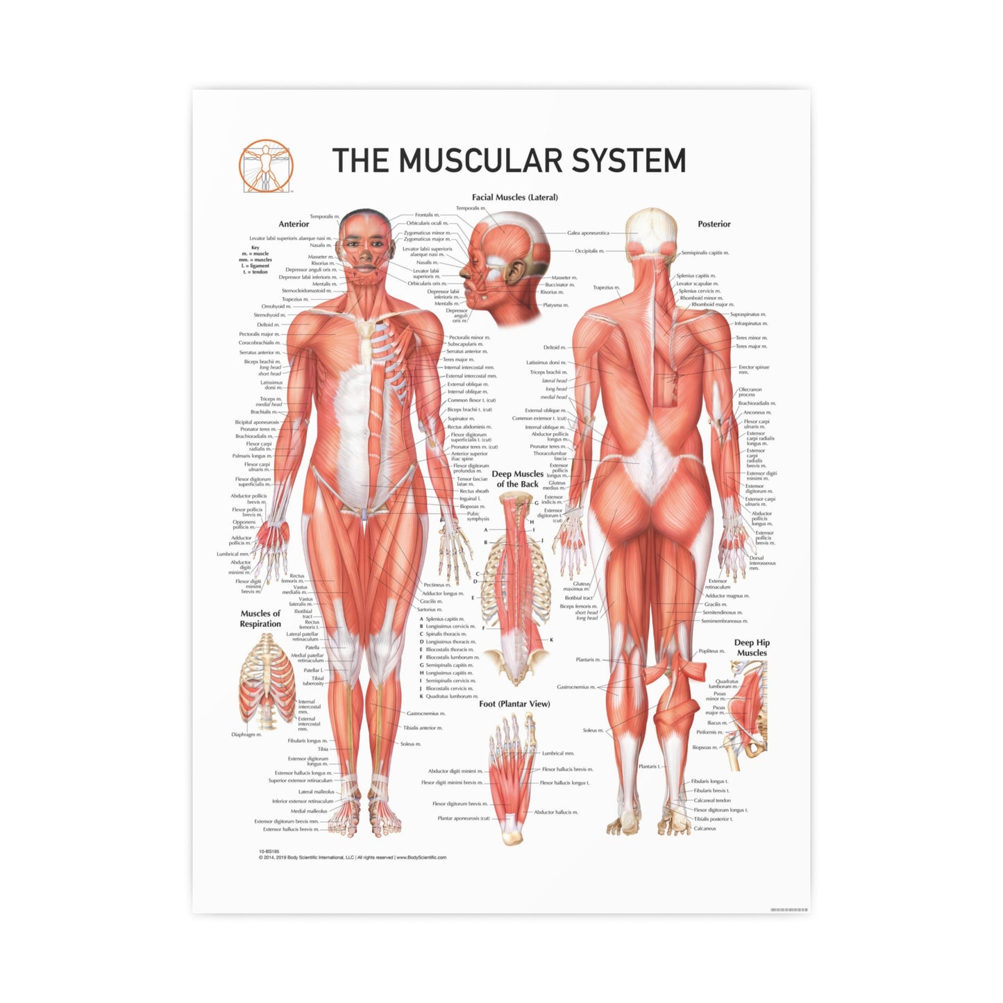 The Muscular System