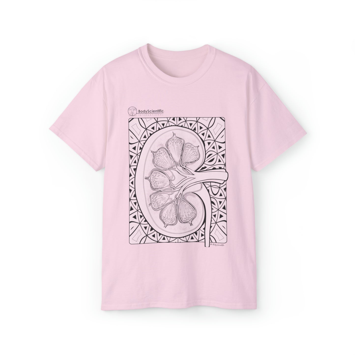 The Kidney