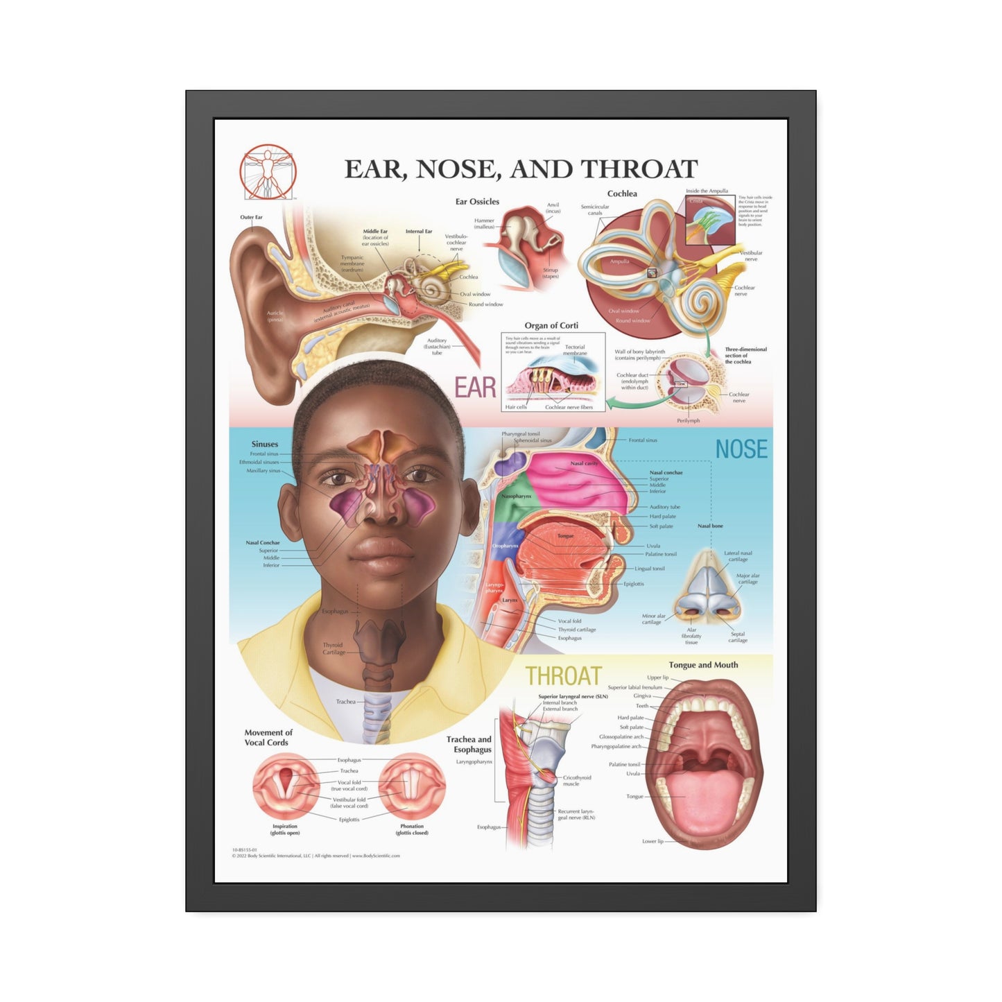 Framed Ear, Nose and Throat