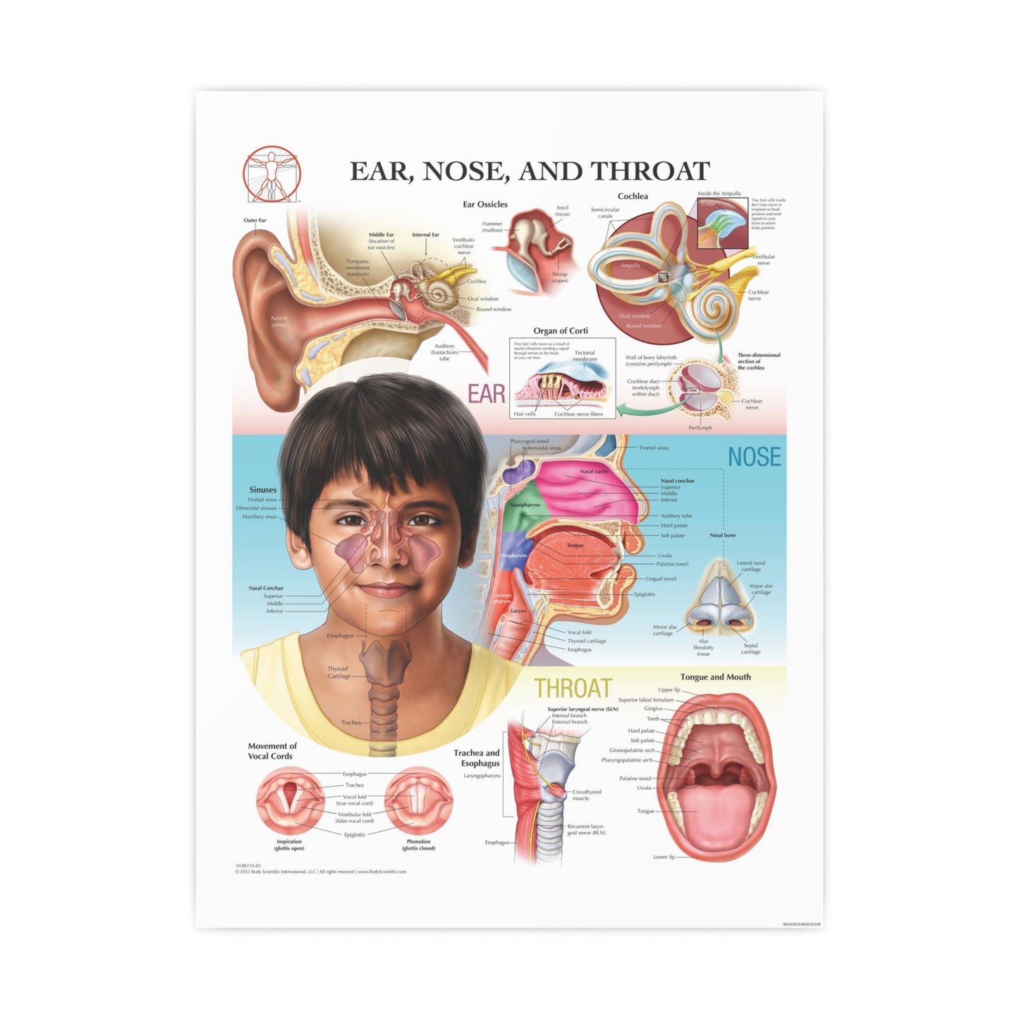 Ear, Nose and Throat