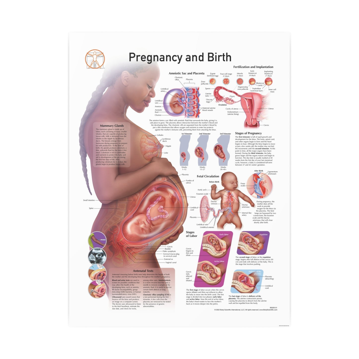 Pregnancy and Birth