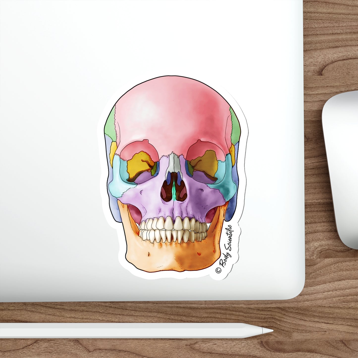 Skull - Diecut Sticker