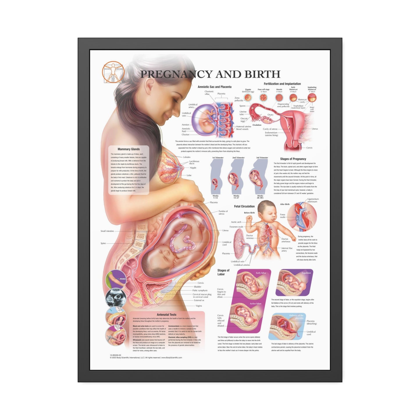 Framed Pregnancy and Birth