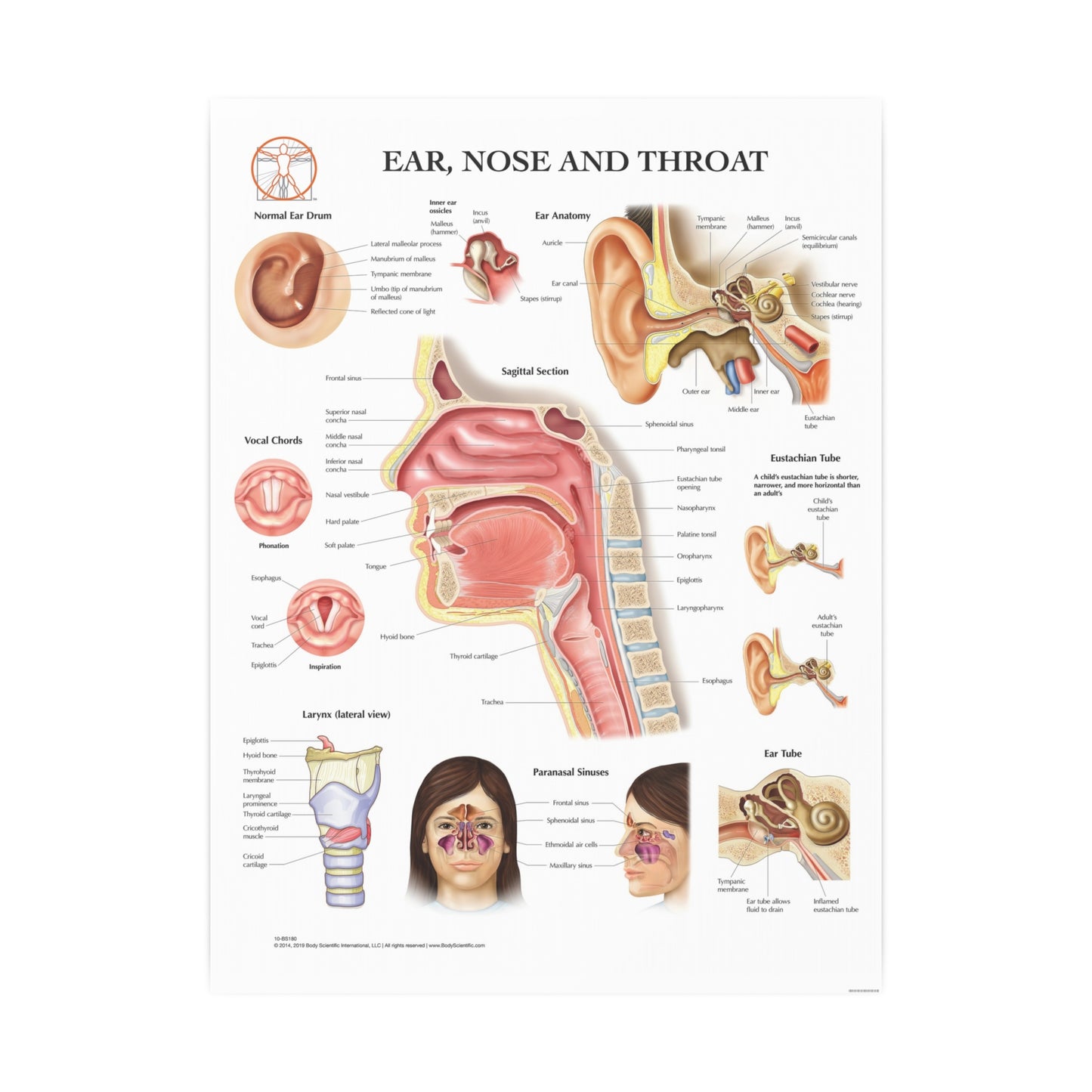 Ear, Nose and Throat