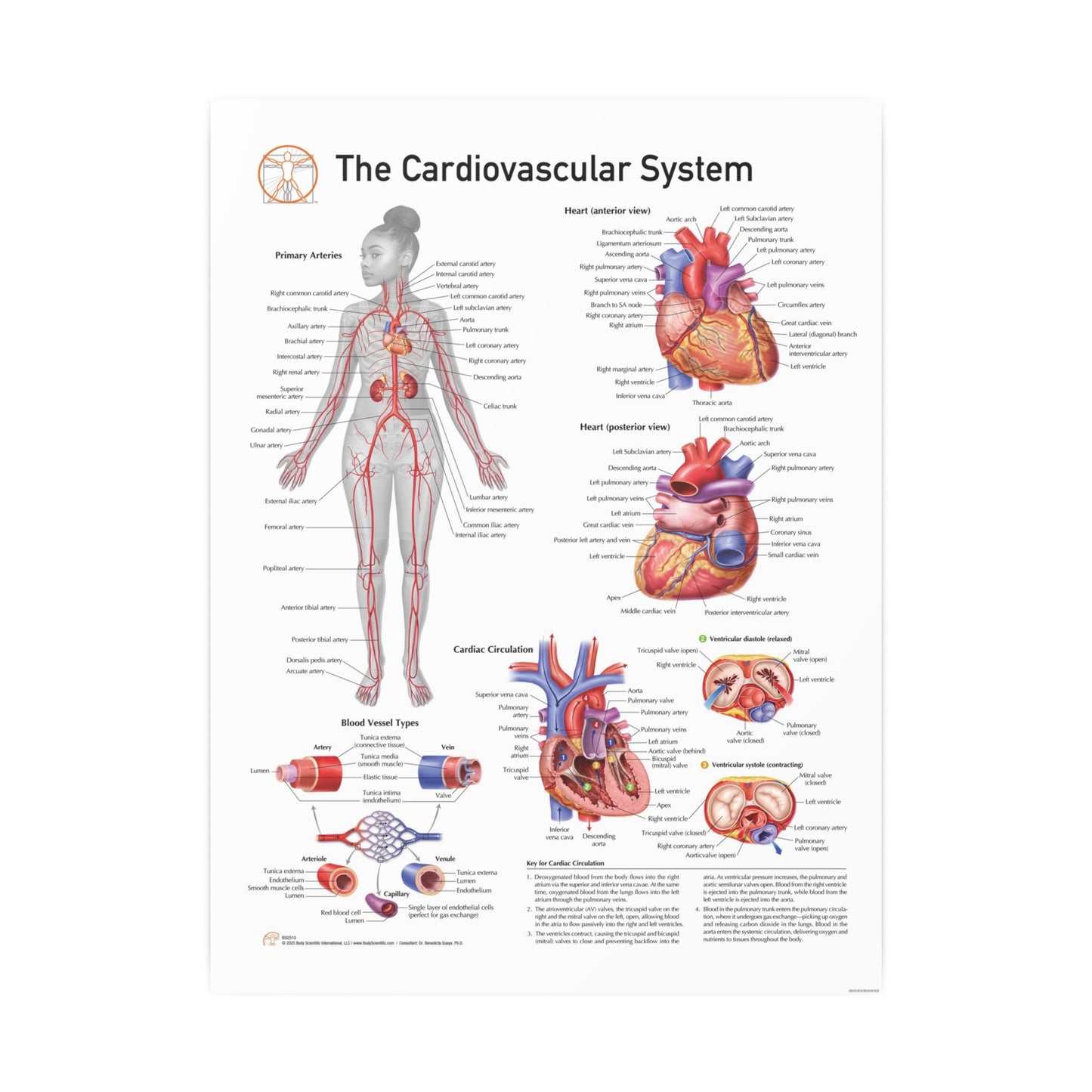 Cardiovascular System