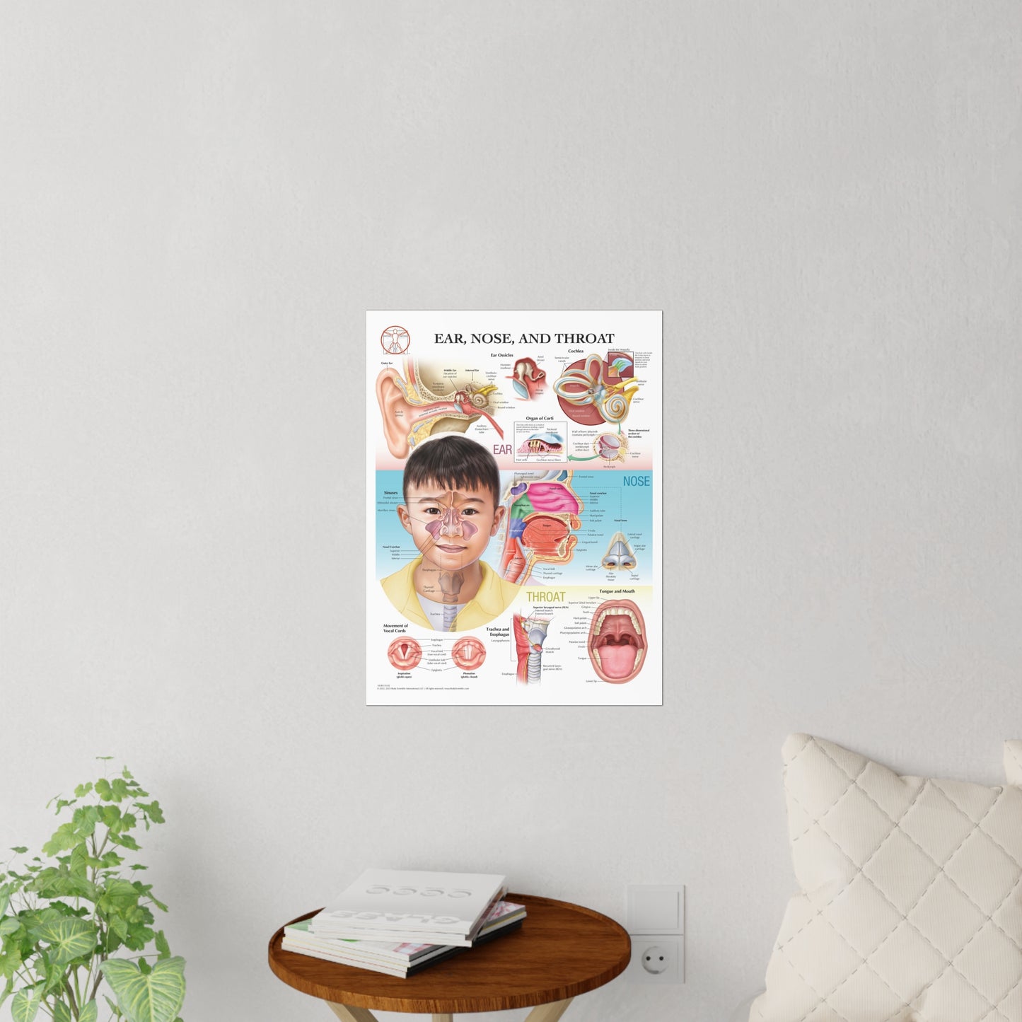Ear Nose and Throat - Decal