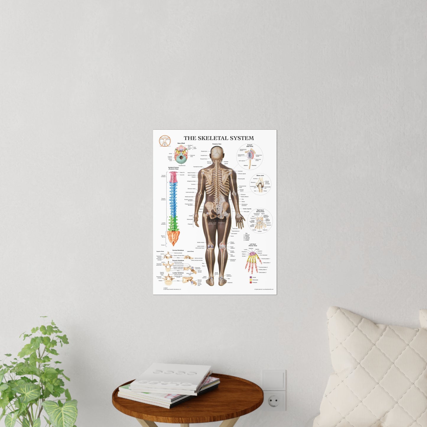 The Skeletal System - Decal