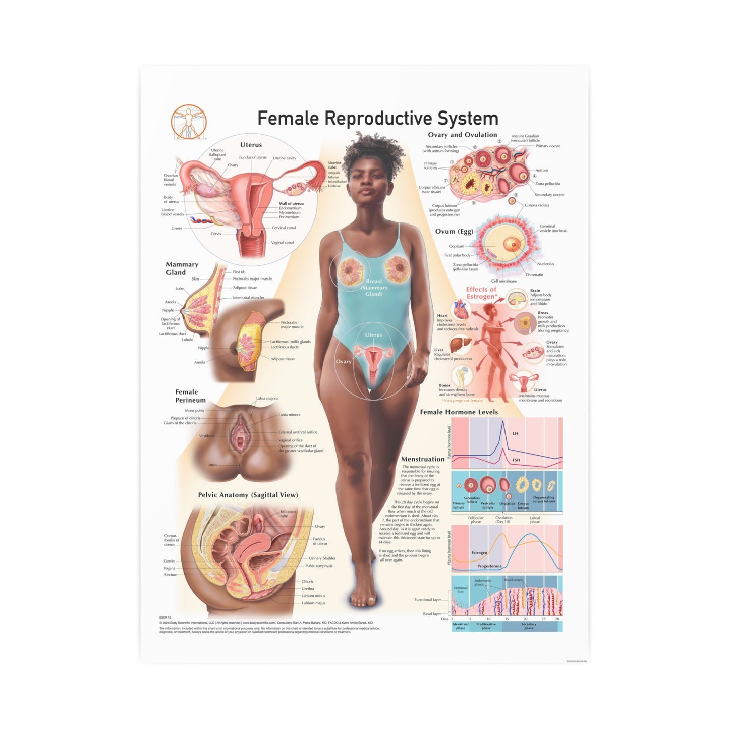 Female Reproductive System