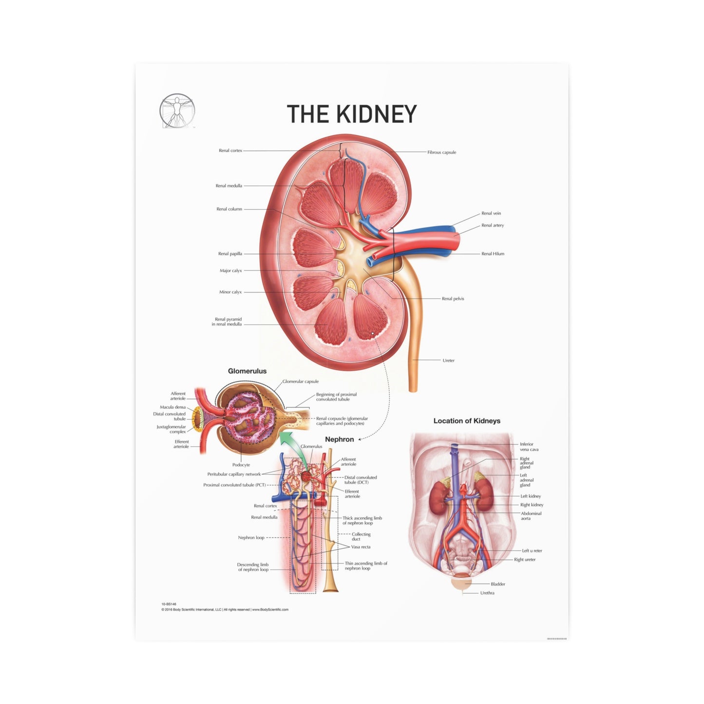 The Kidney