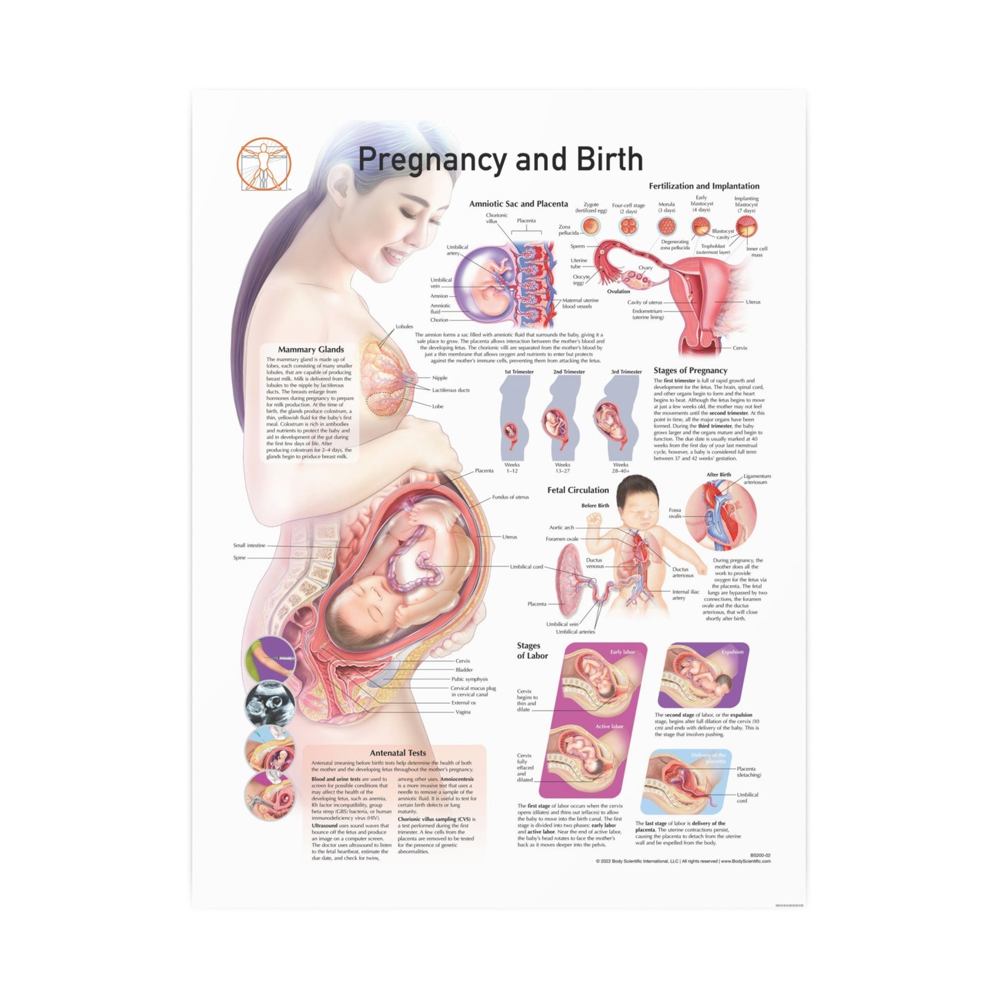 Pregnancy and Birth