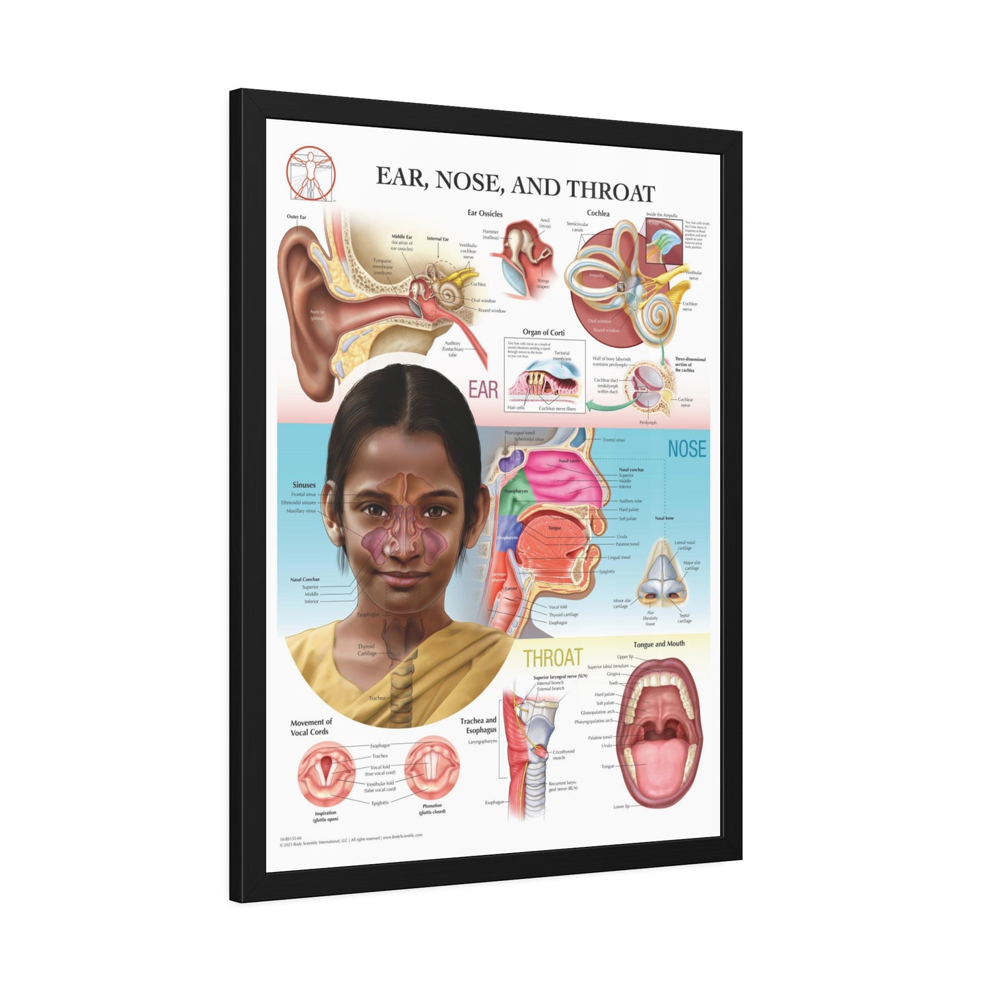 Framed Ear, Nose and Throat