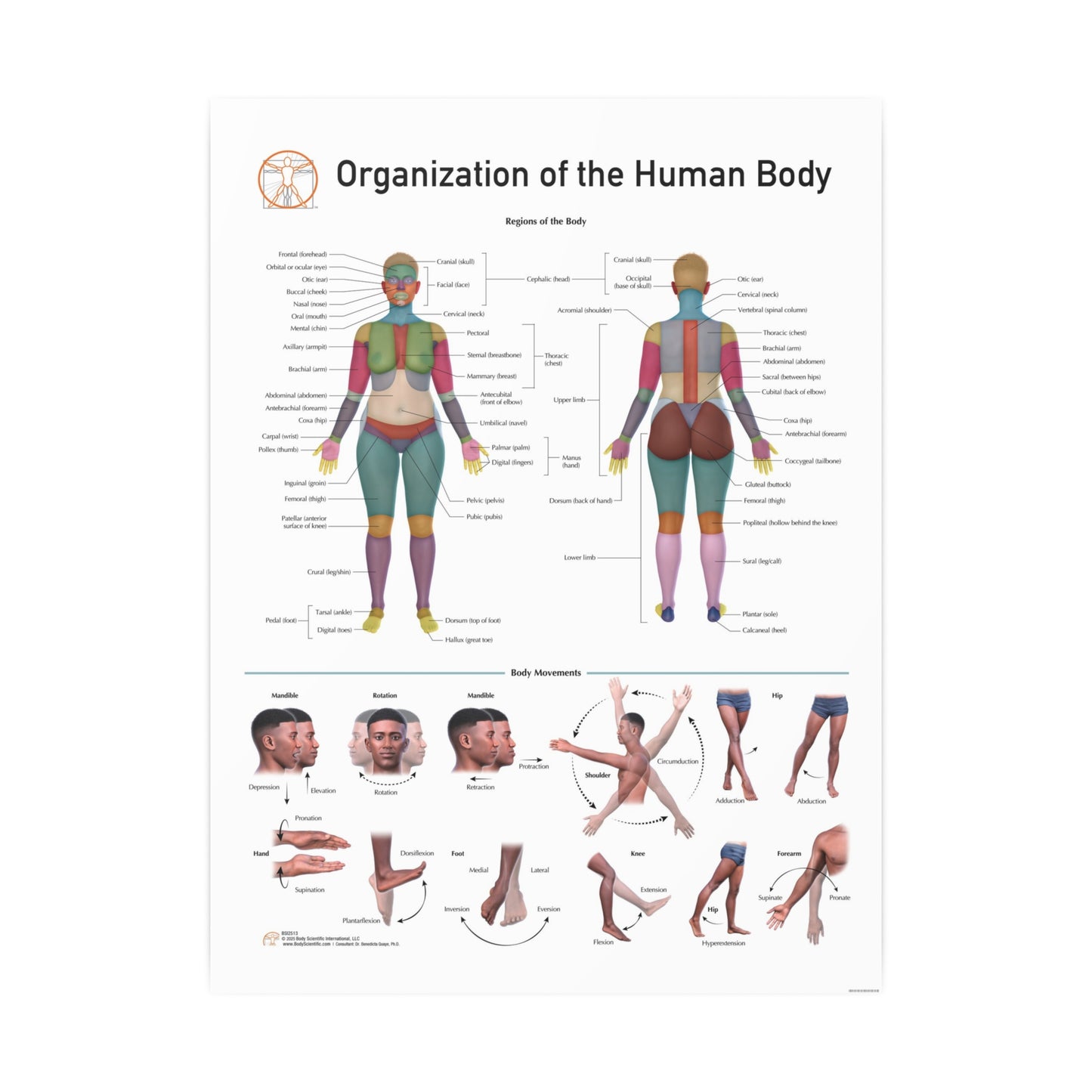 Organization of the Human