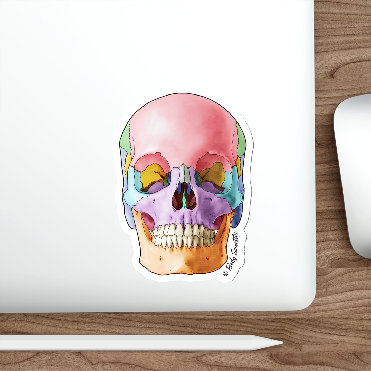 Skull - Diecut Sticker